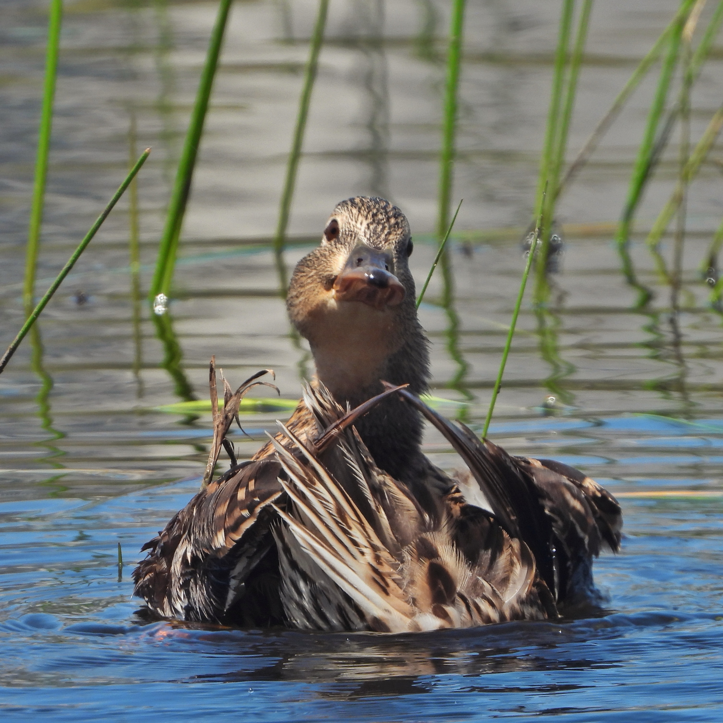 Mallard 29