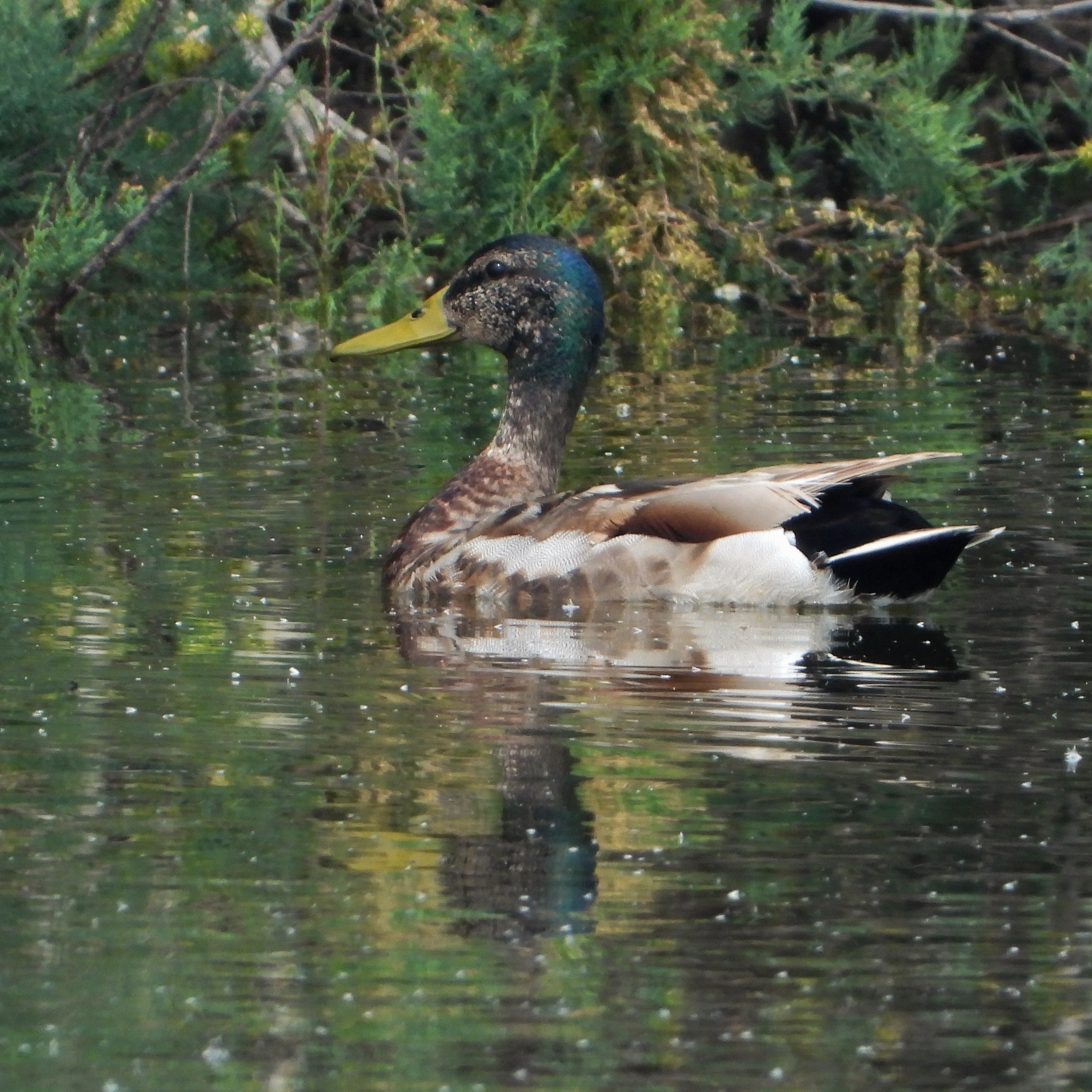 Mallard 31