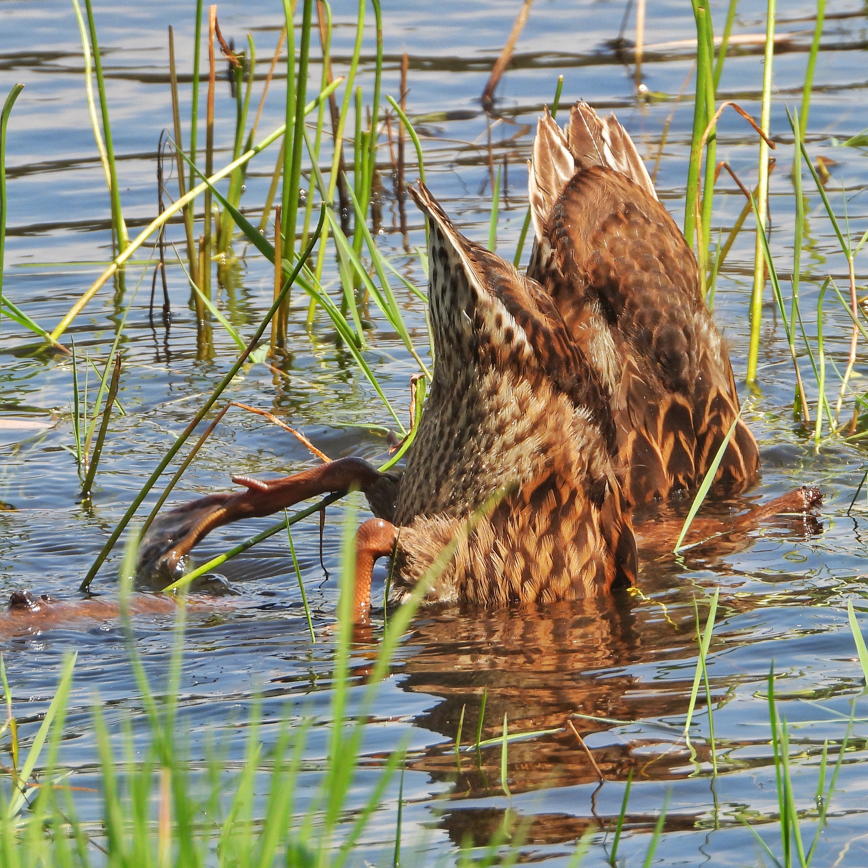 Mallard 33