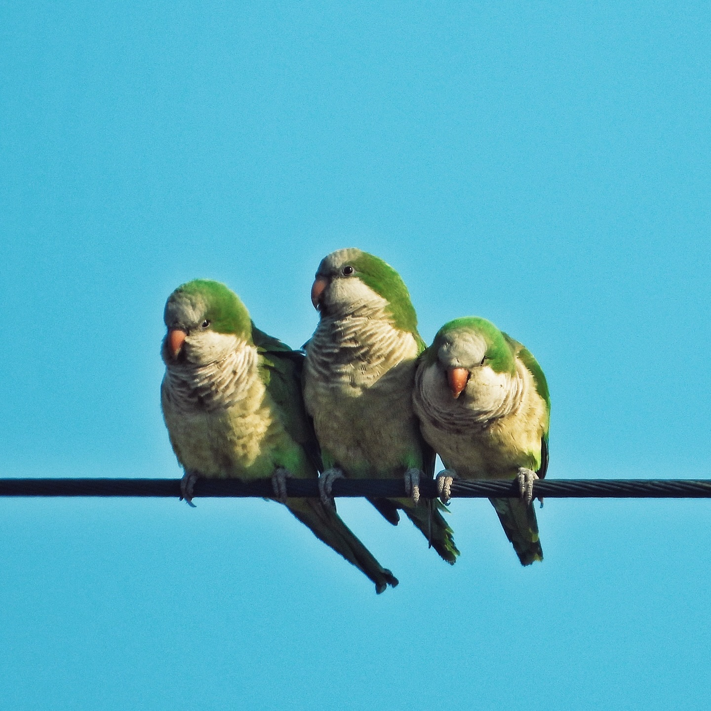 Monk Parakeet 10