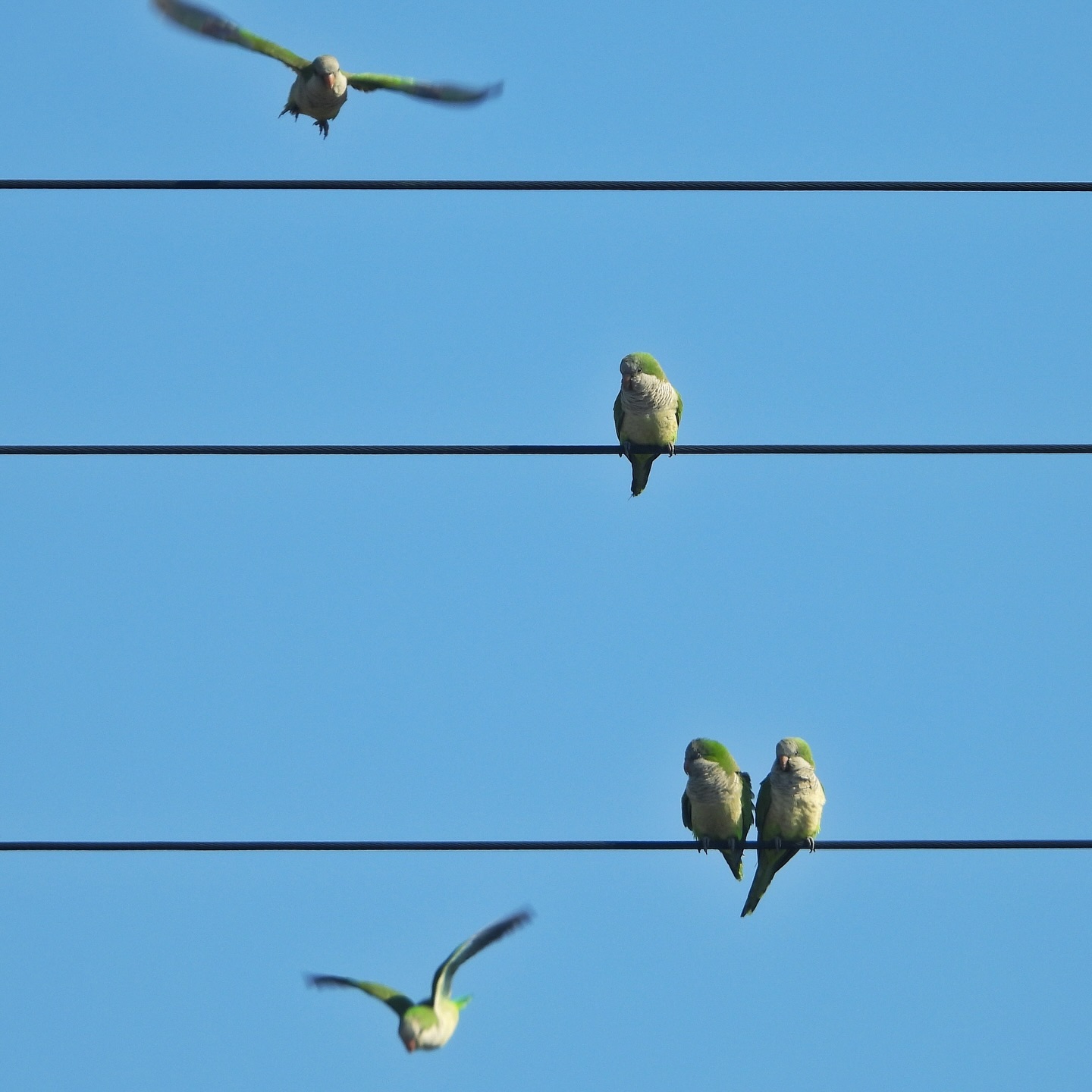 Monk Parakeet 11