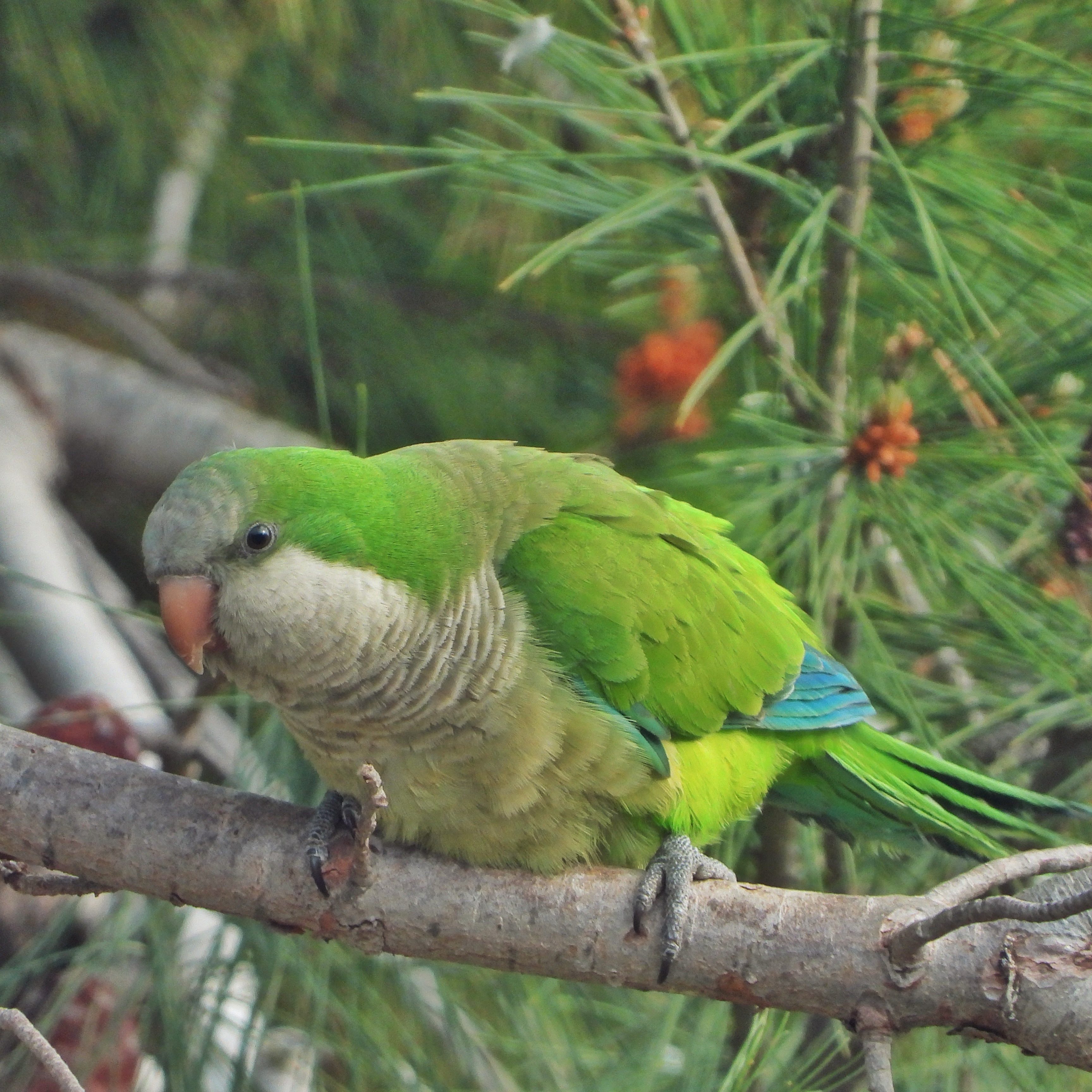 Monk Parakeet 12