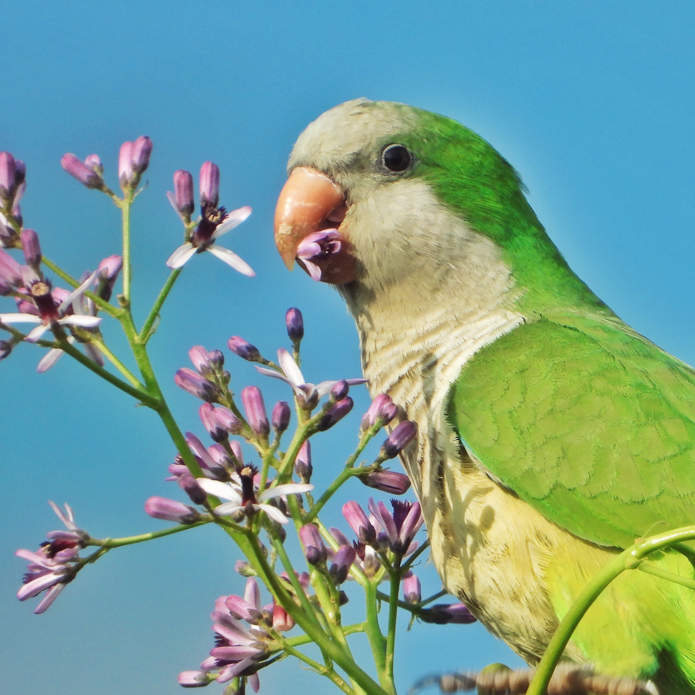 Monk Parakeet 13