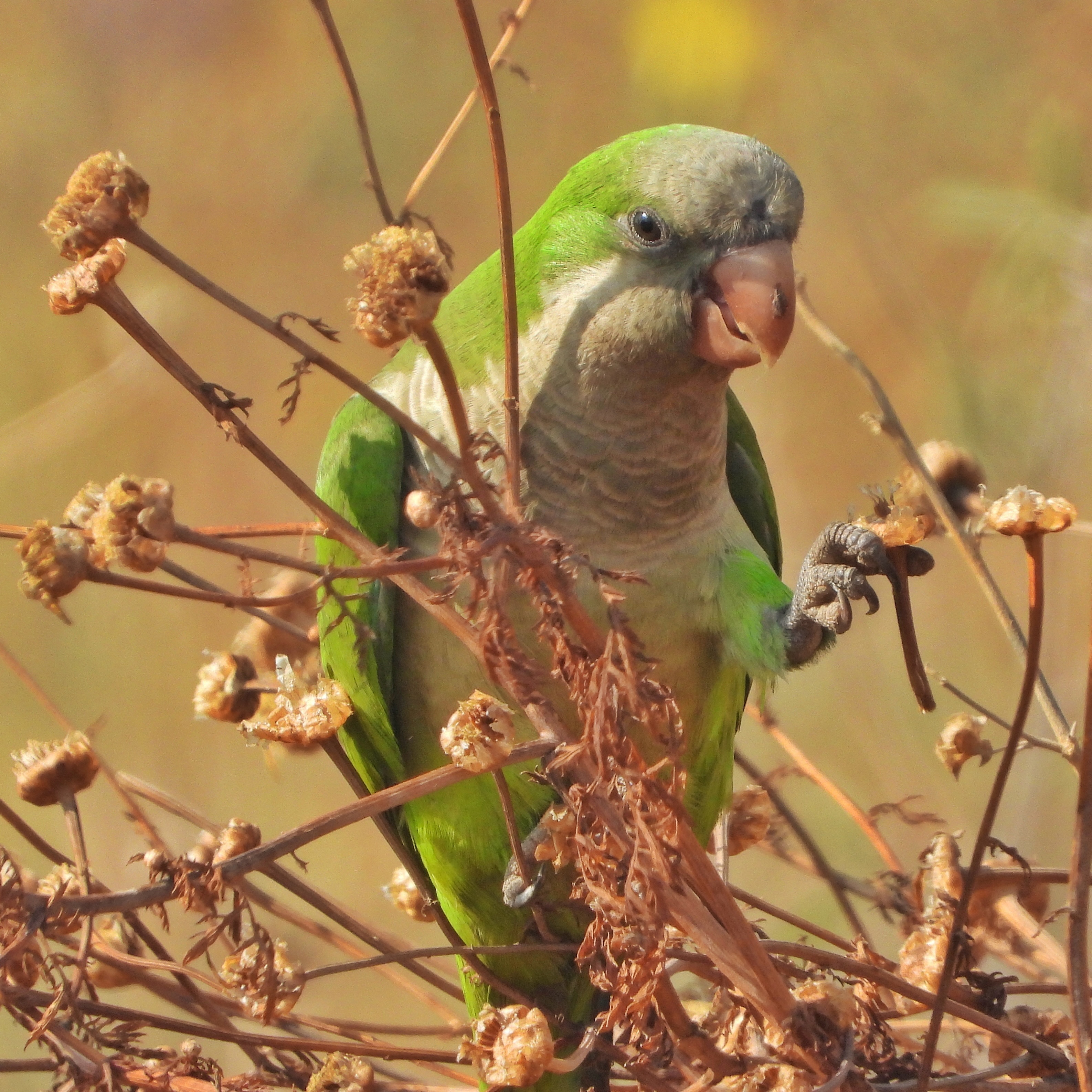 Monk Parakeet 14