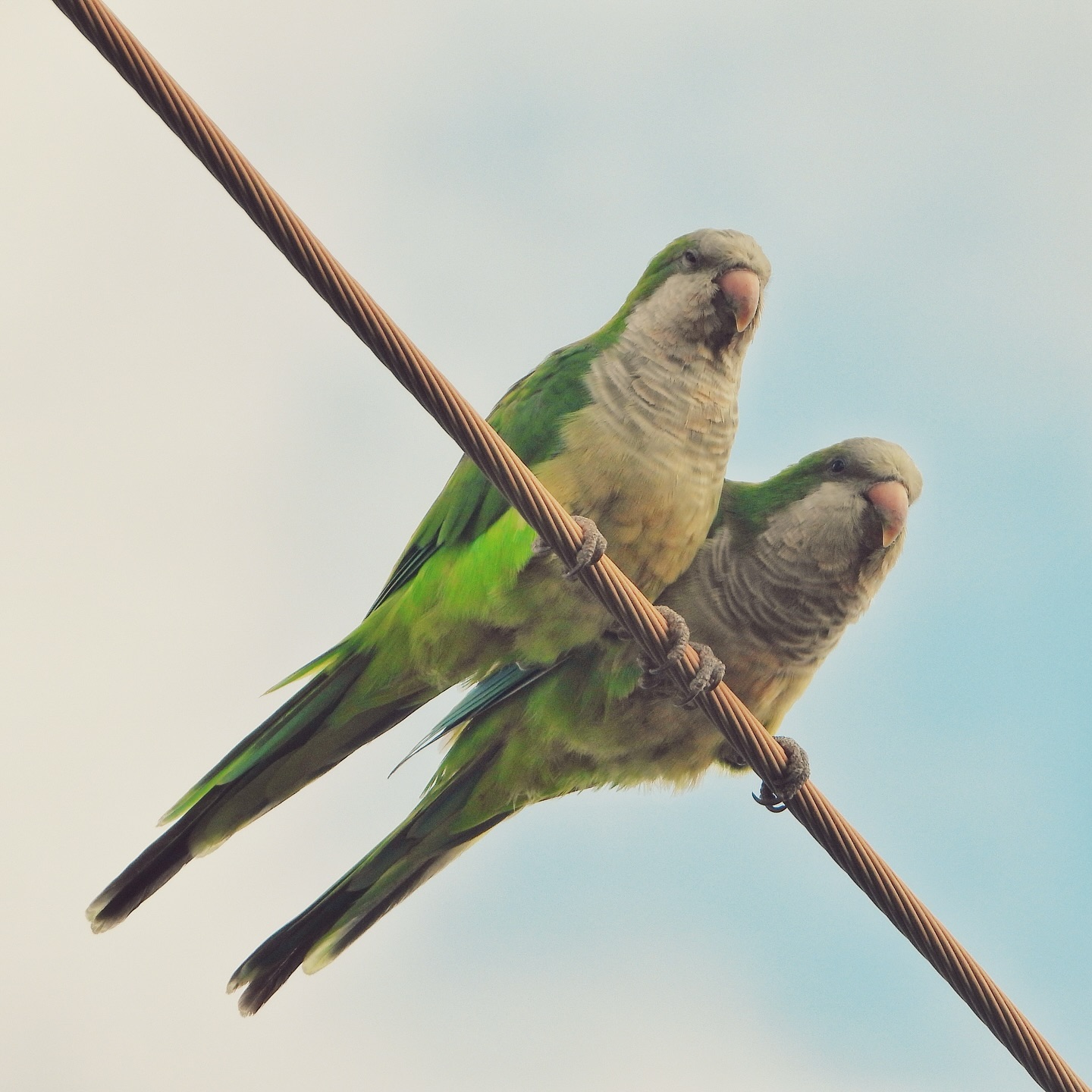 Monk Parakeet 15