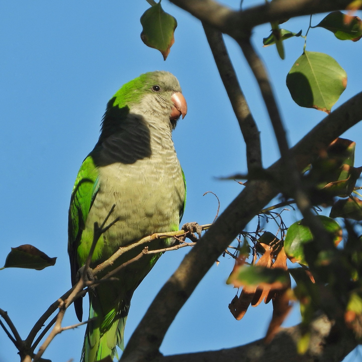 Monk Parakeet 16