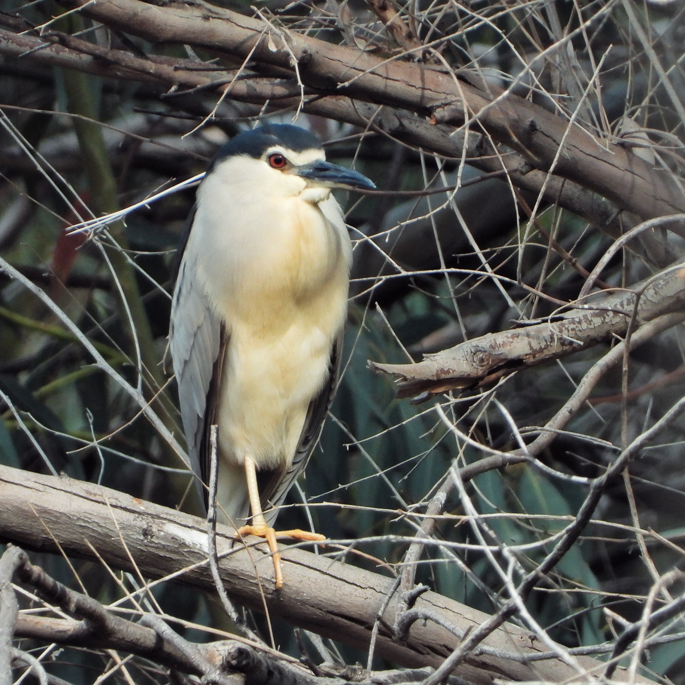 Night Heron 1