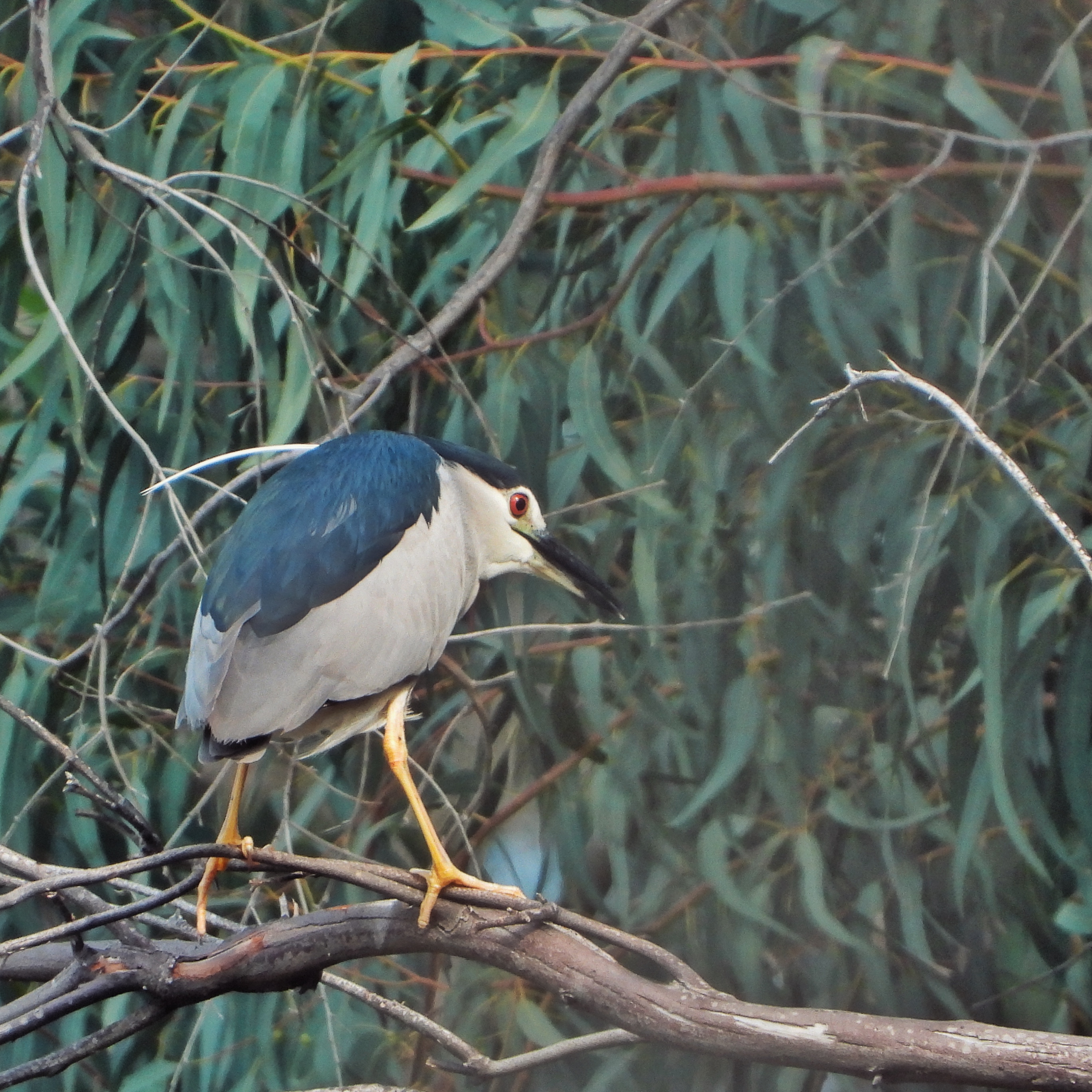 Night Heron 2