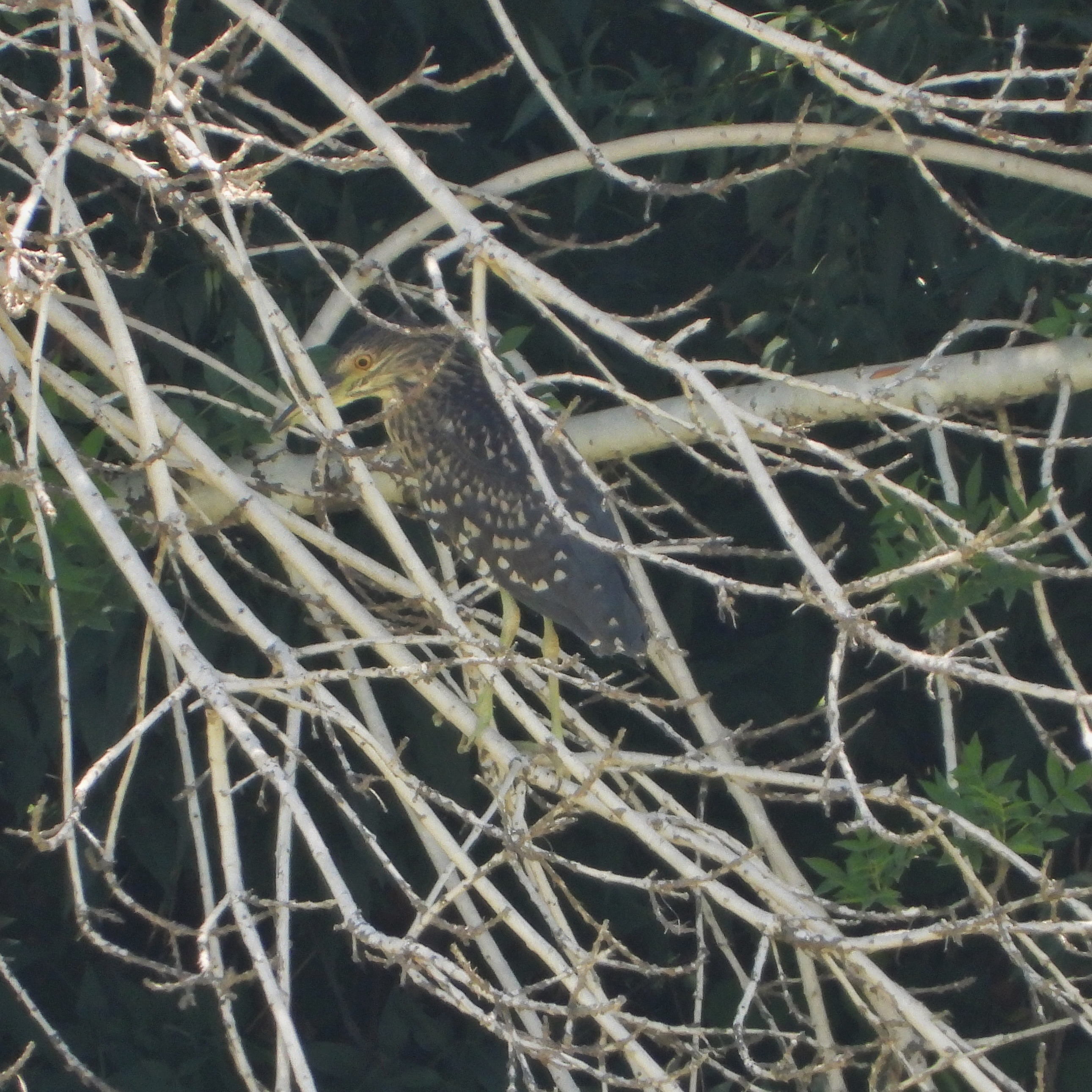 Night heron