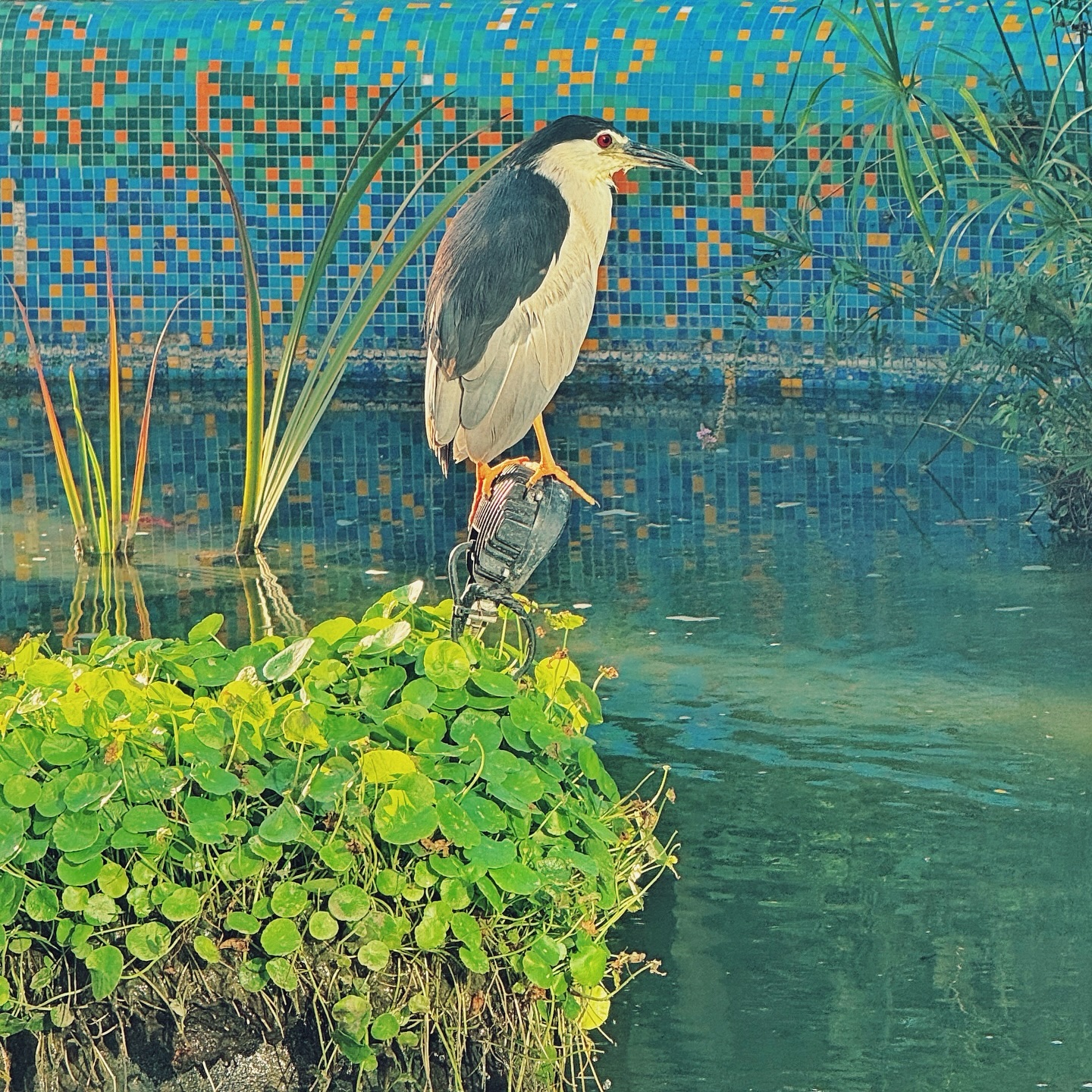 Night heron