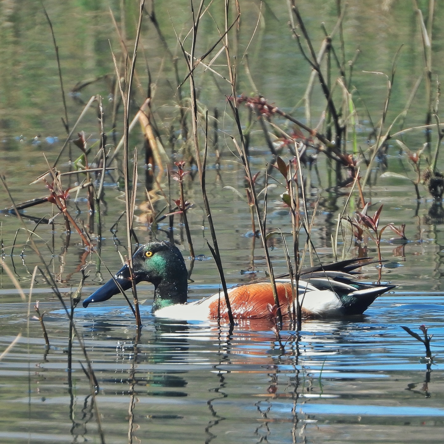 Northern shoveler 1