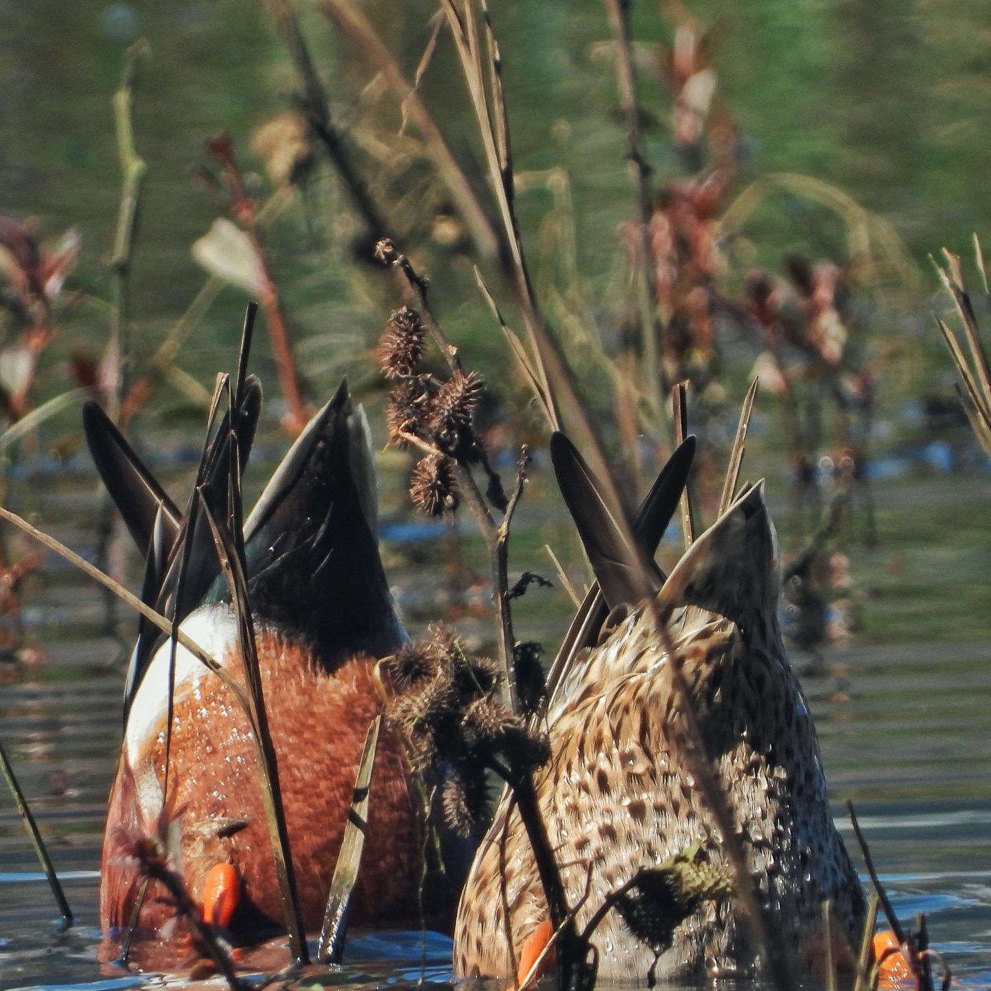 Northern shoveler 2