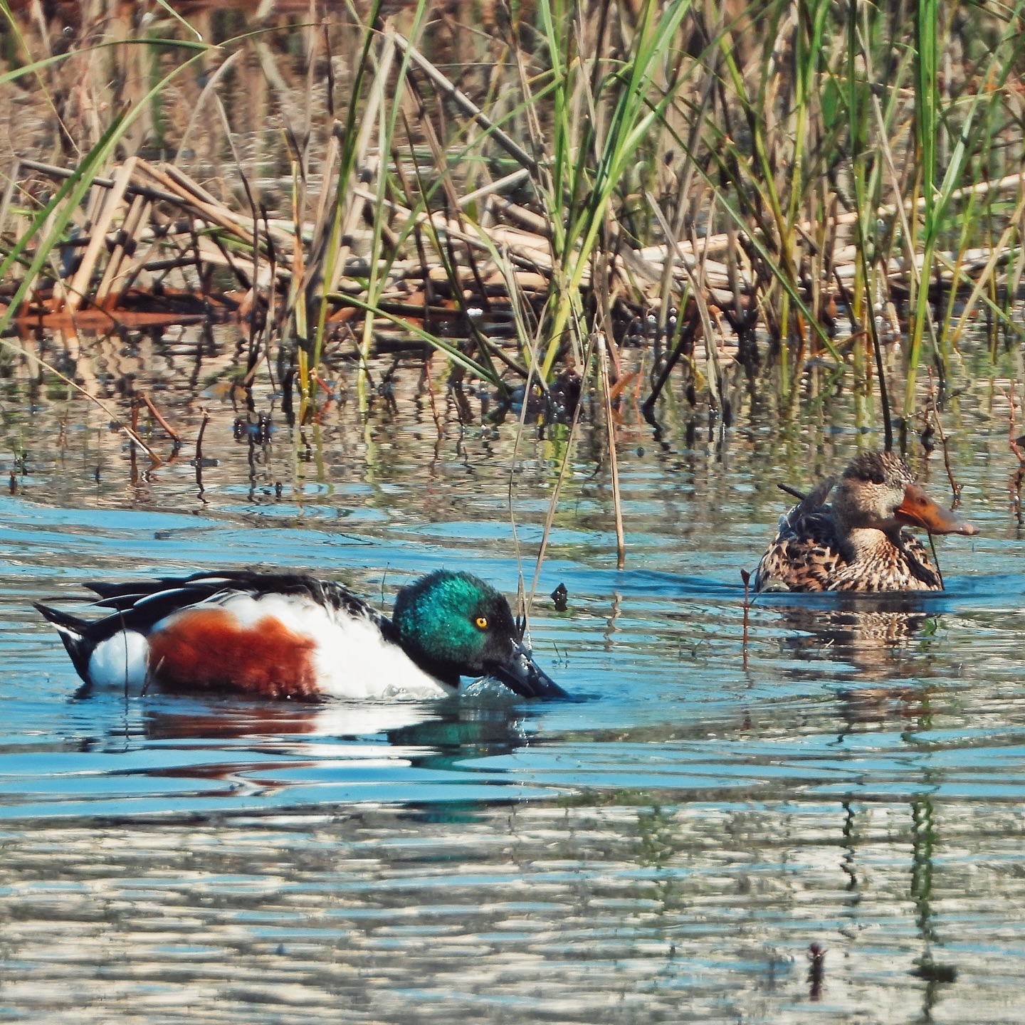 Northern shoveler