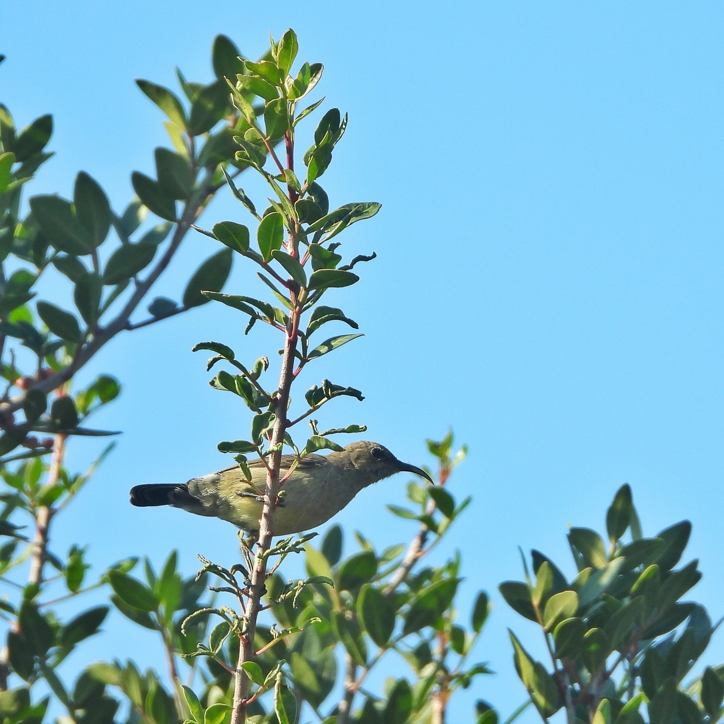 Palestine Sunbird 5