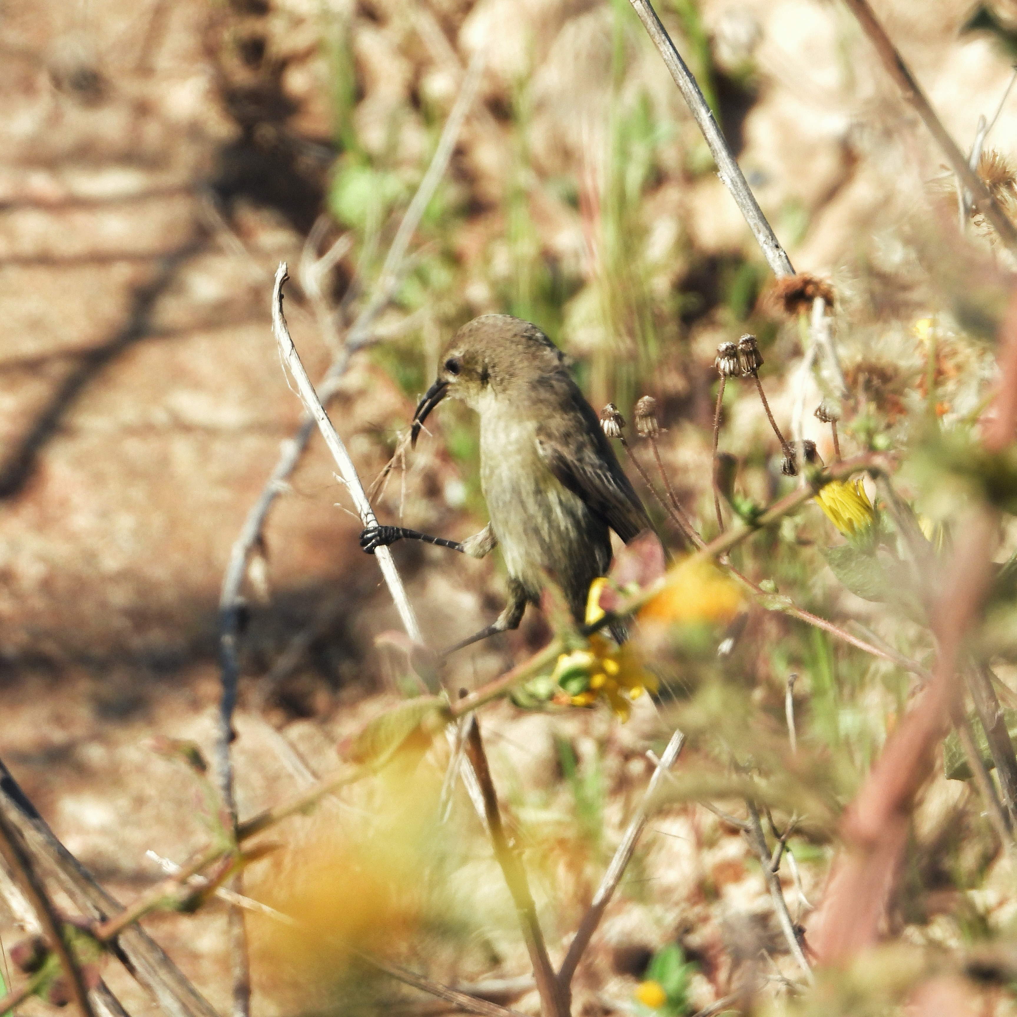 Palestine Sunbird 6