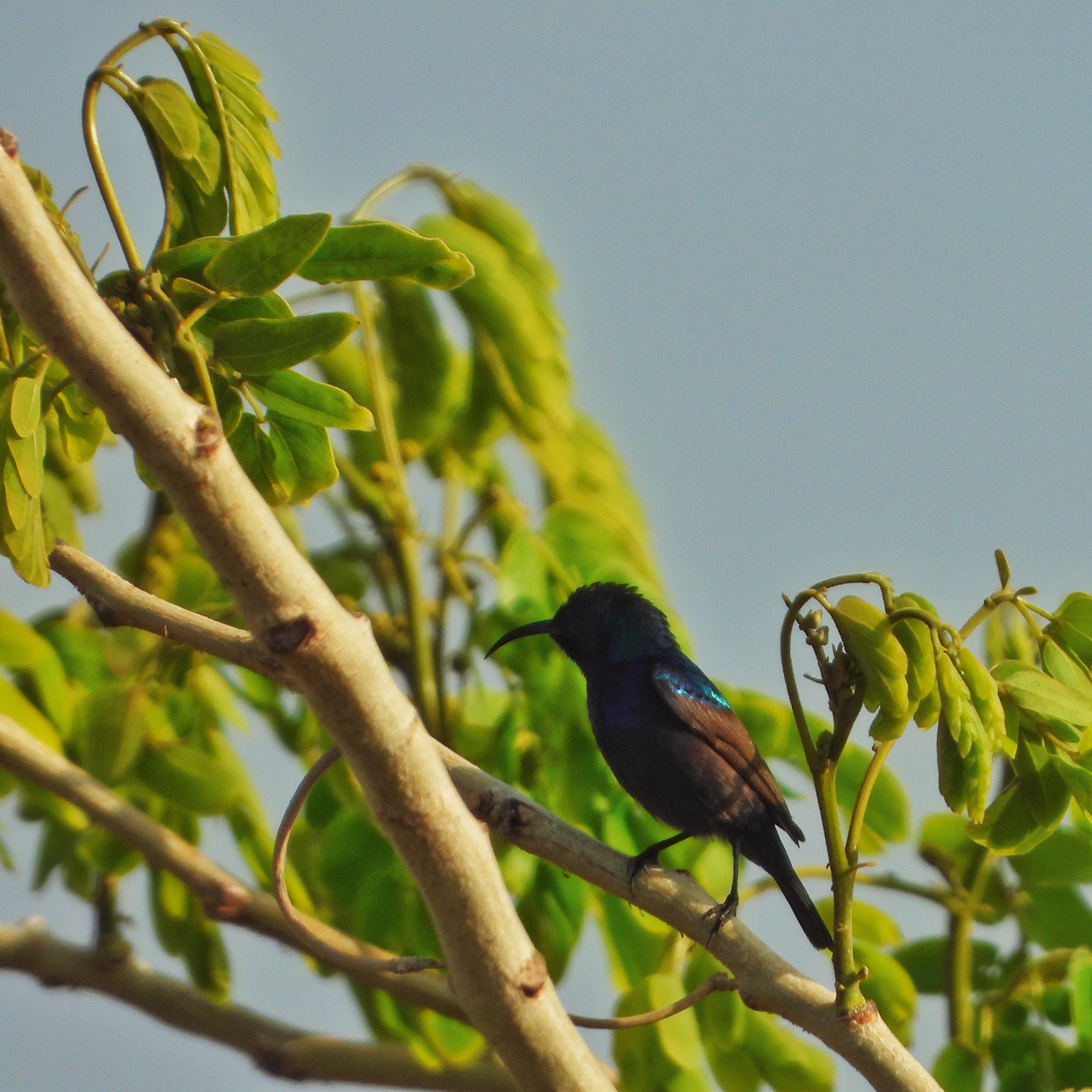 Palestine Sunbird 7