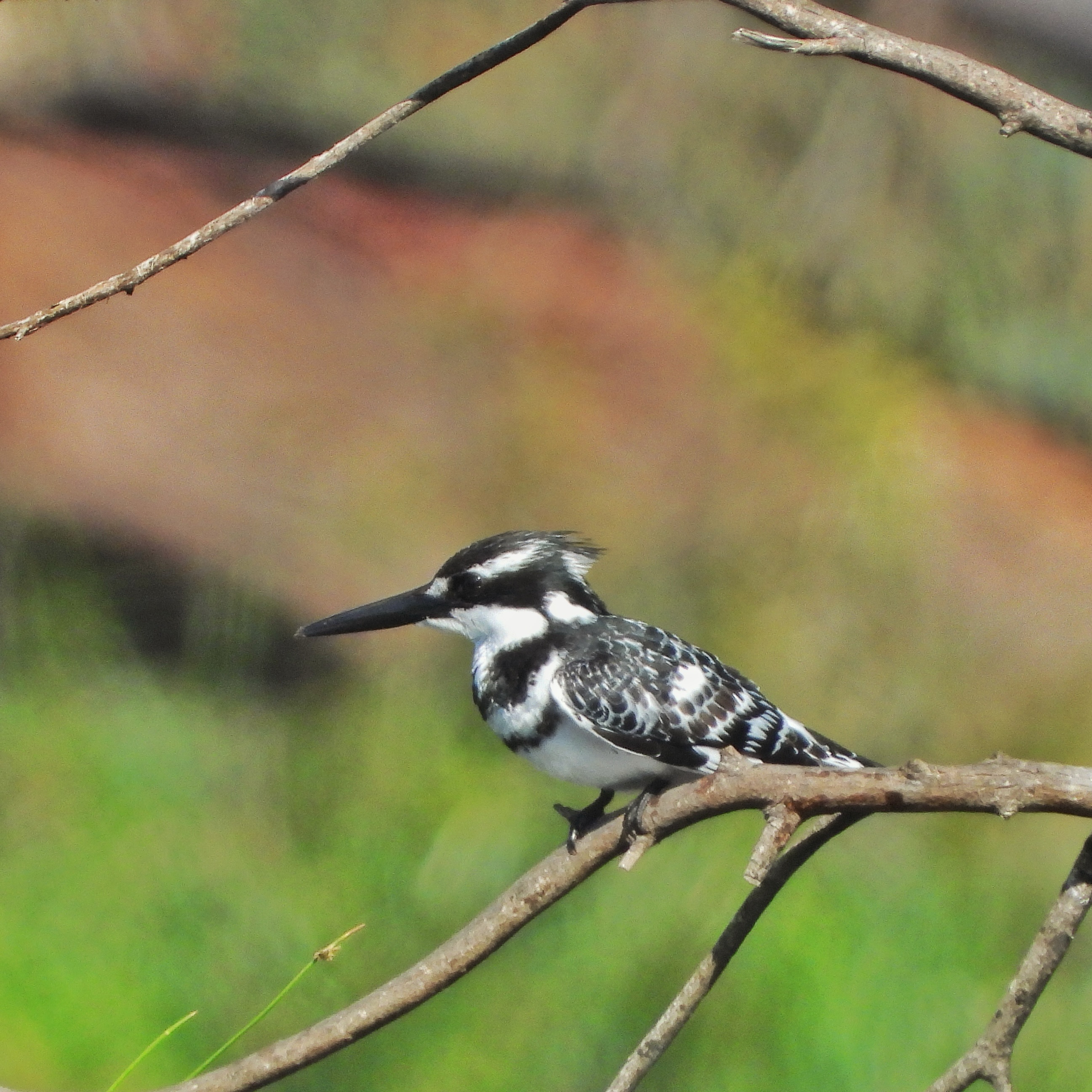 Pied Kingfisher 3