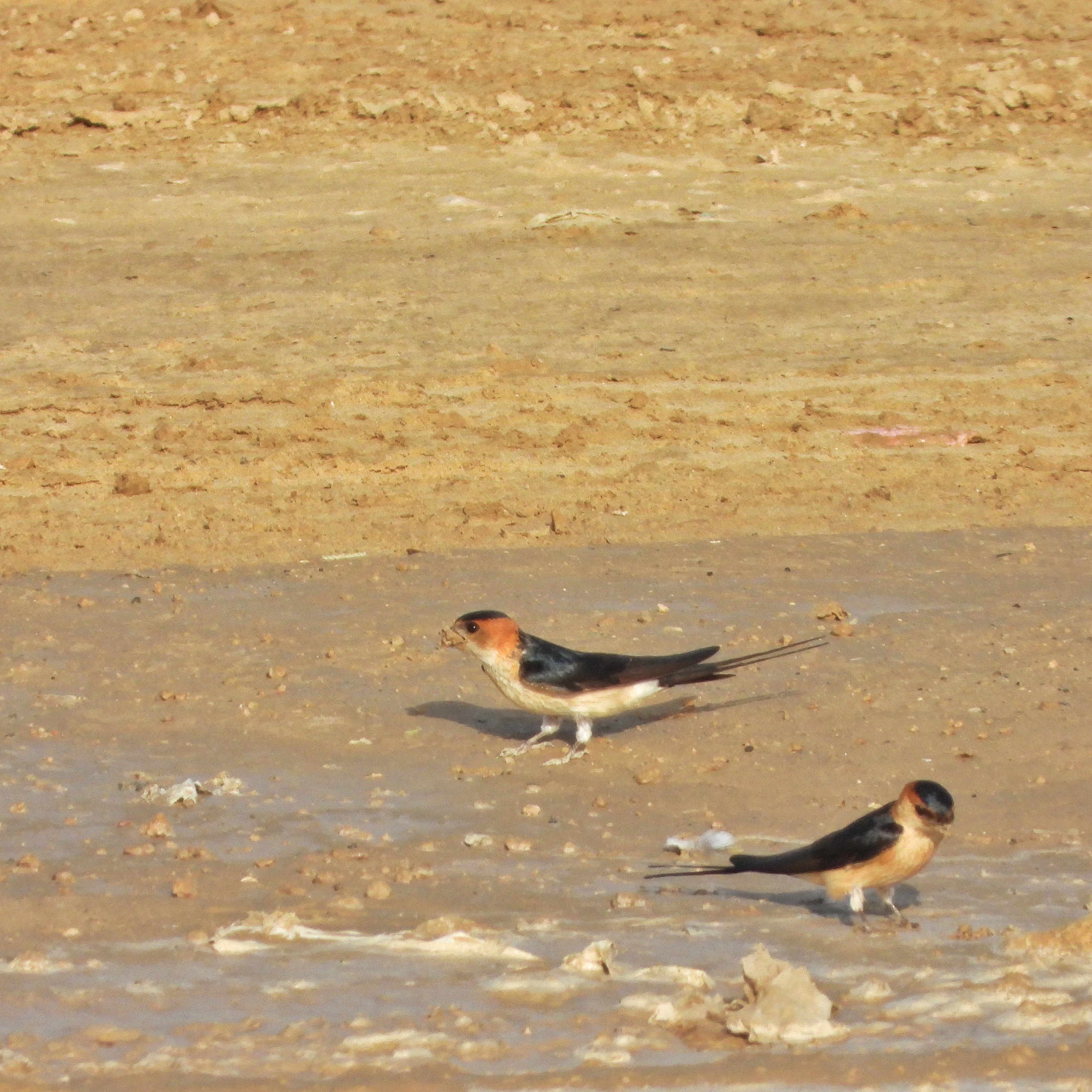 Red-rumped swallow