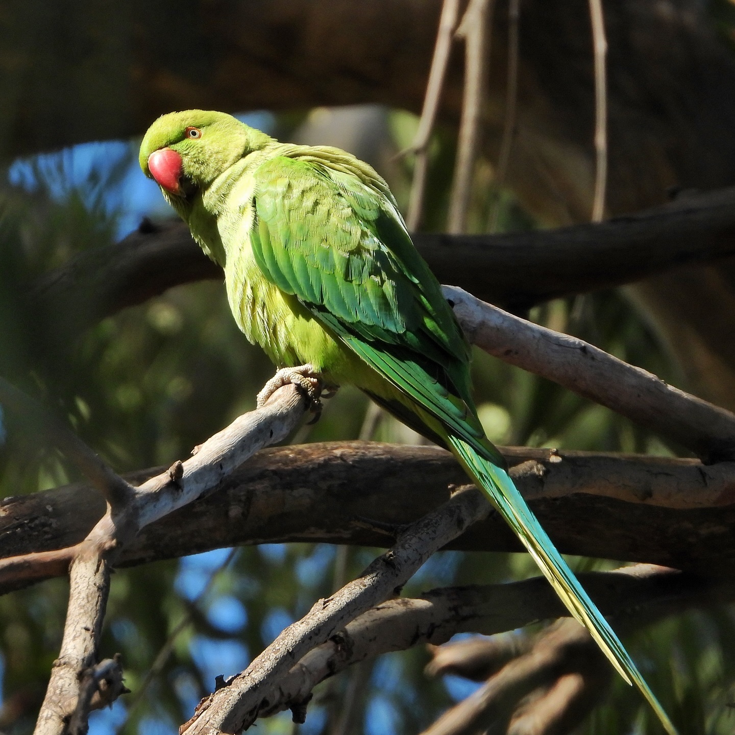 Rose Ringed Parakeet 5