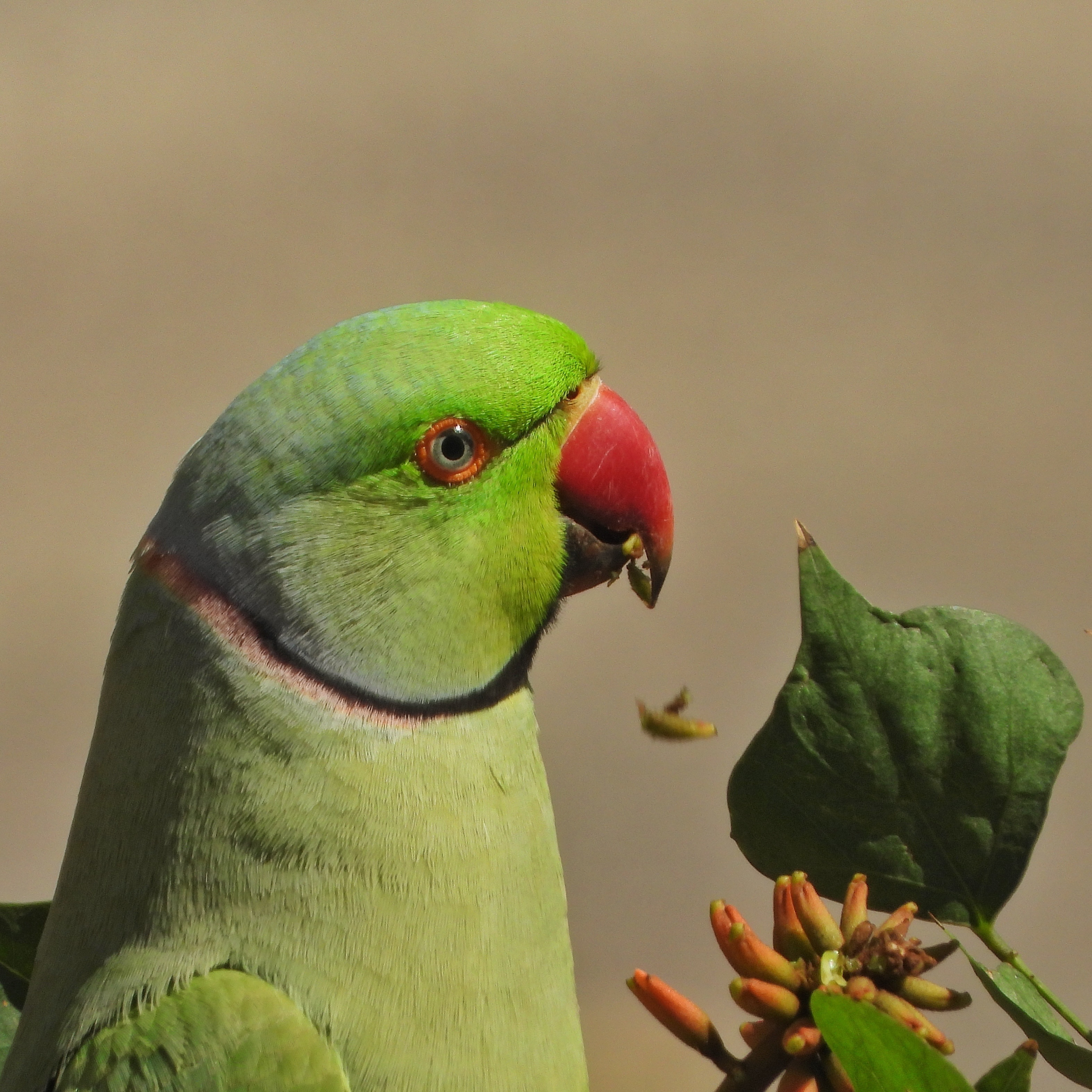 Rose Ringed Parakeet 6