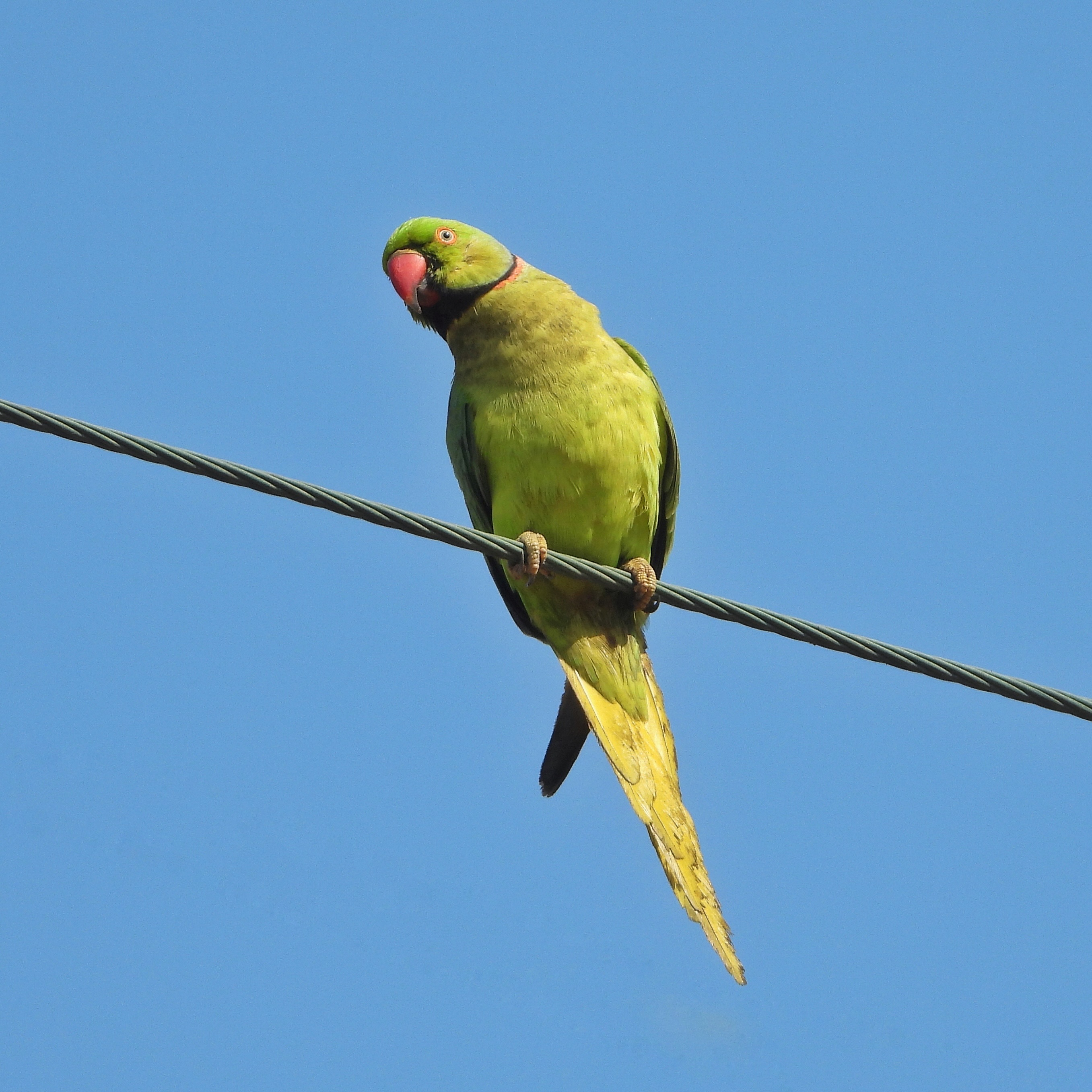 Rose Ringed Parakeet 7