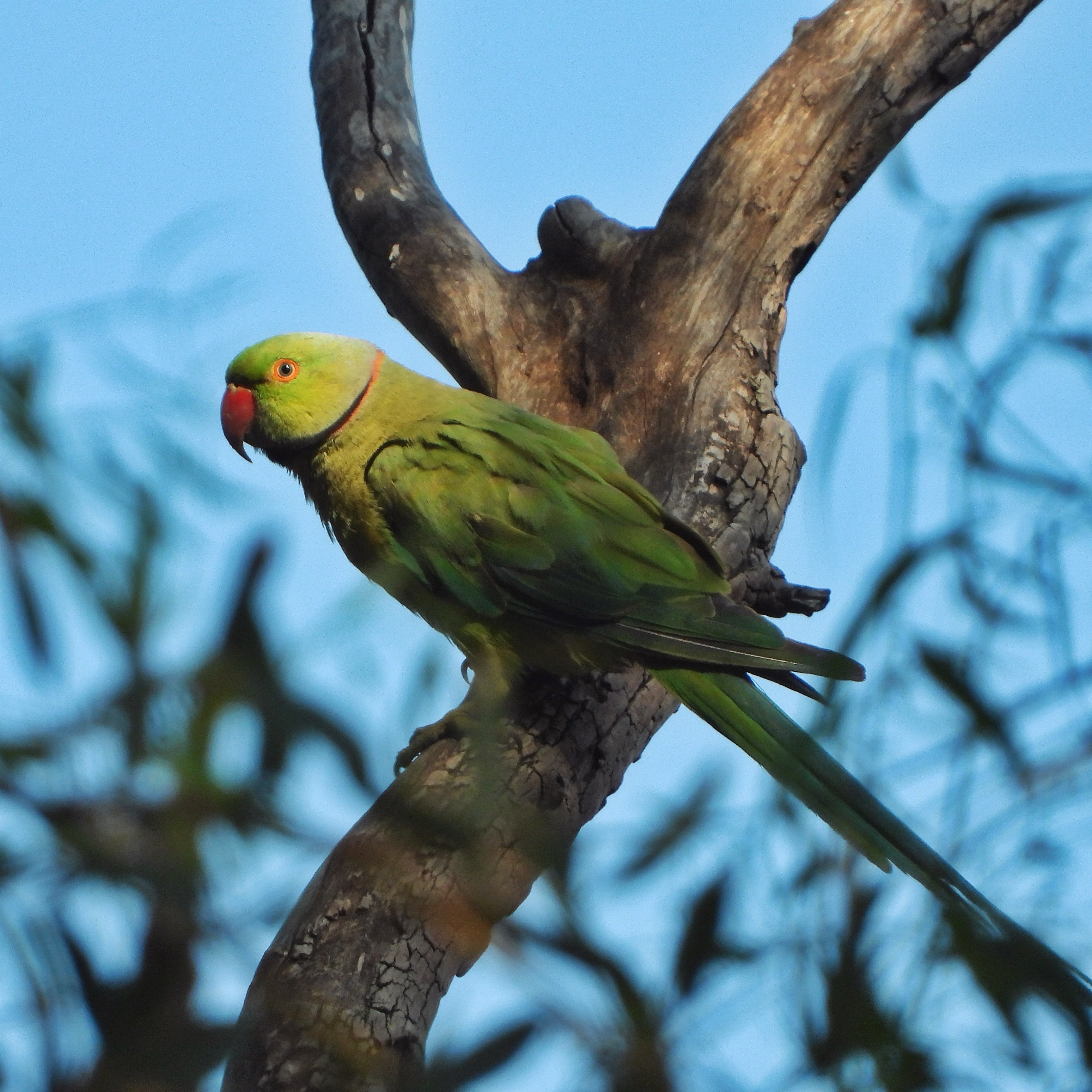 Rose Ringed Parakeet 8