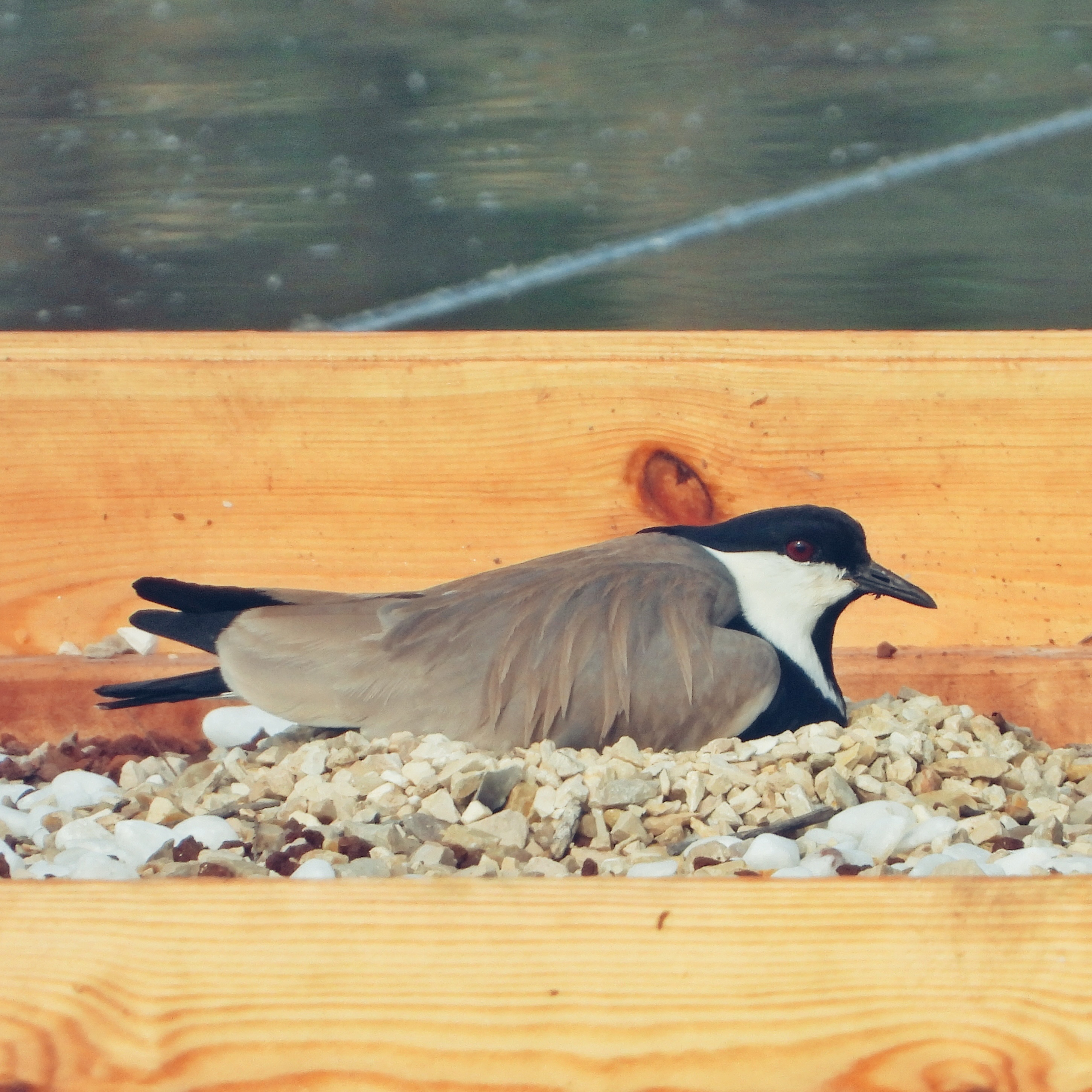 Spur Winged Lapwing 3