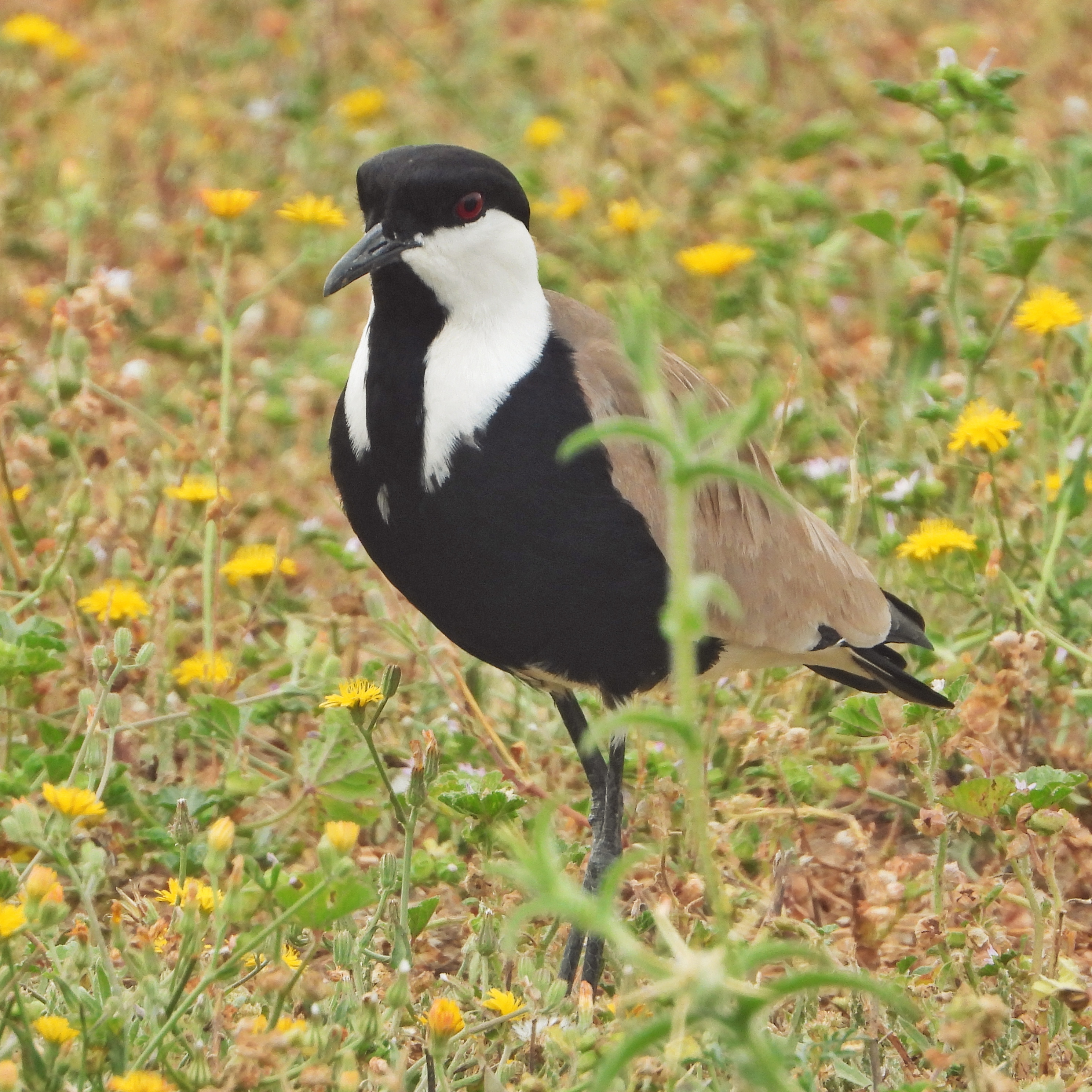 Spur Winged Lapwing 4