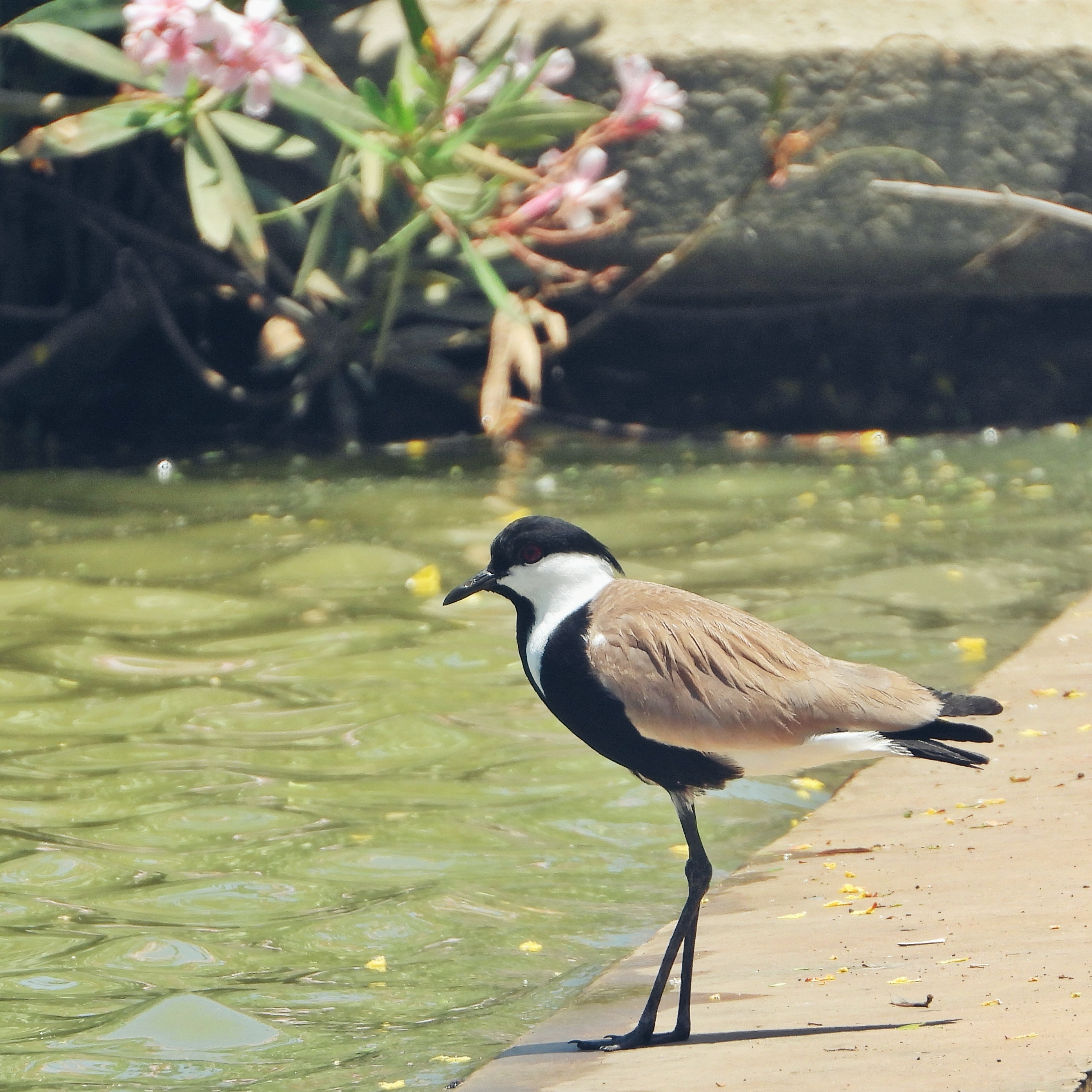 Spur Winged Lapwing 5