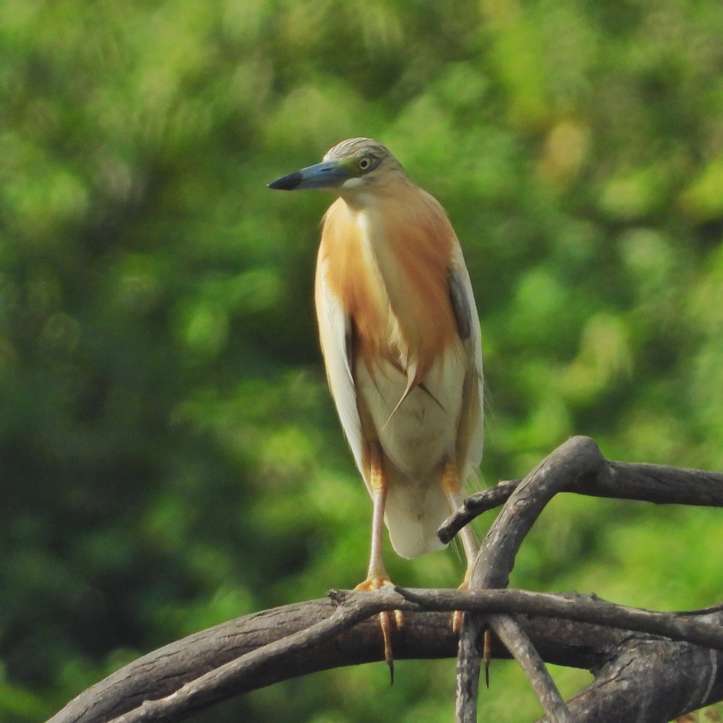 Squacco Heron 1