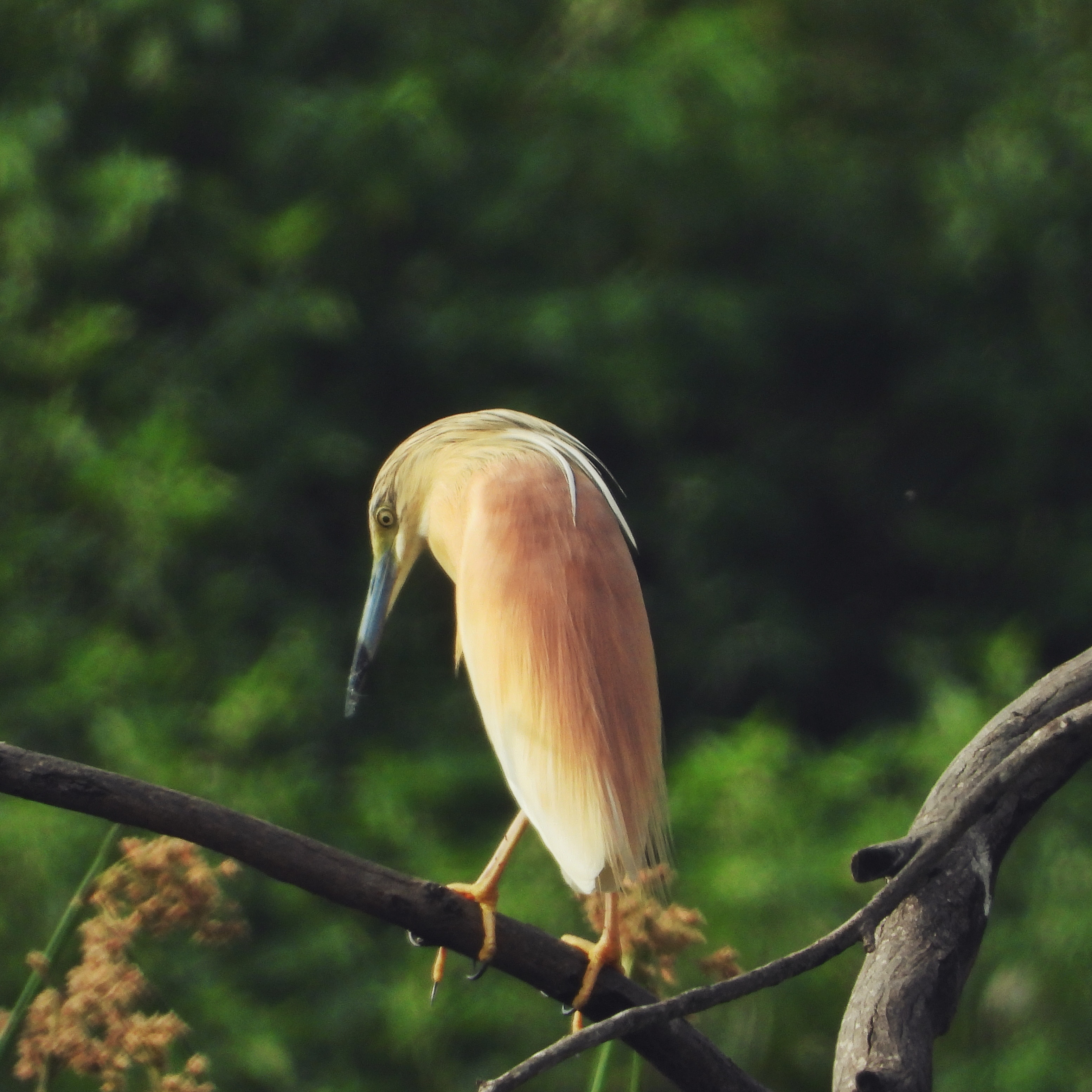 Squacco Heron 2