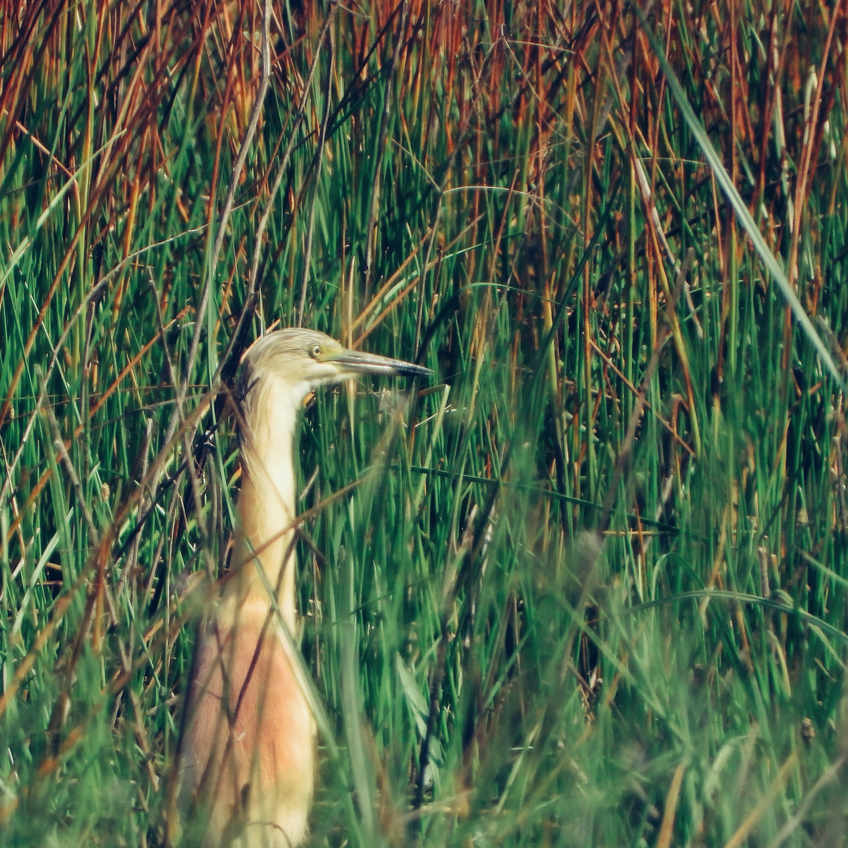 Squacco Heron 4