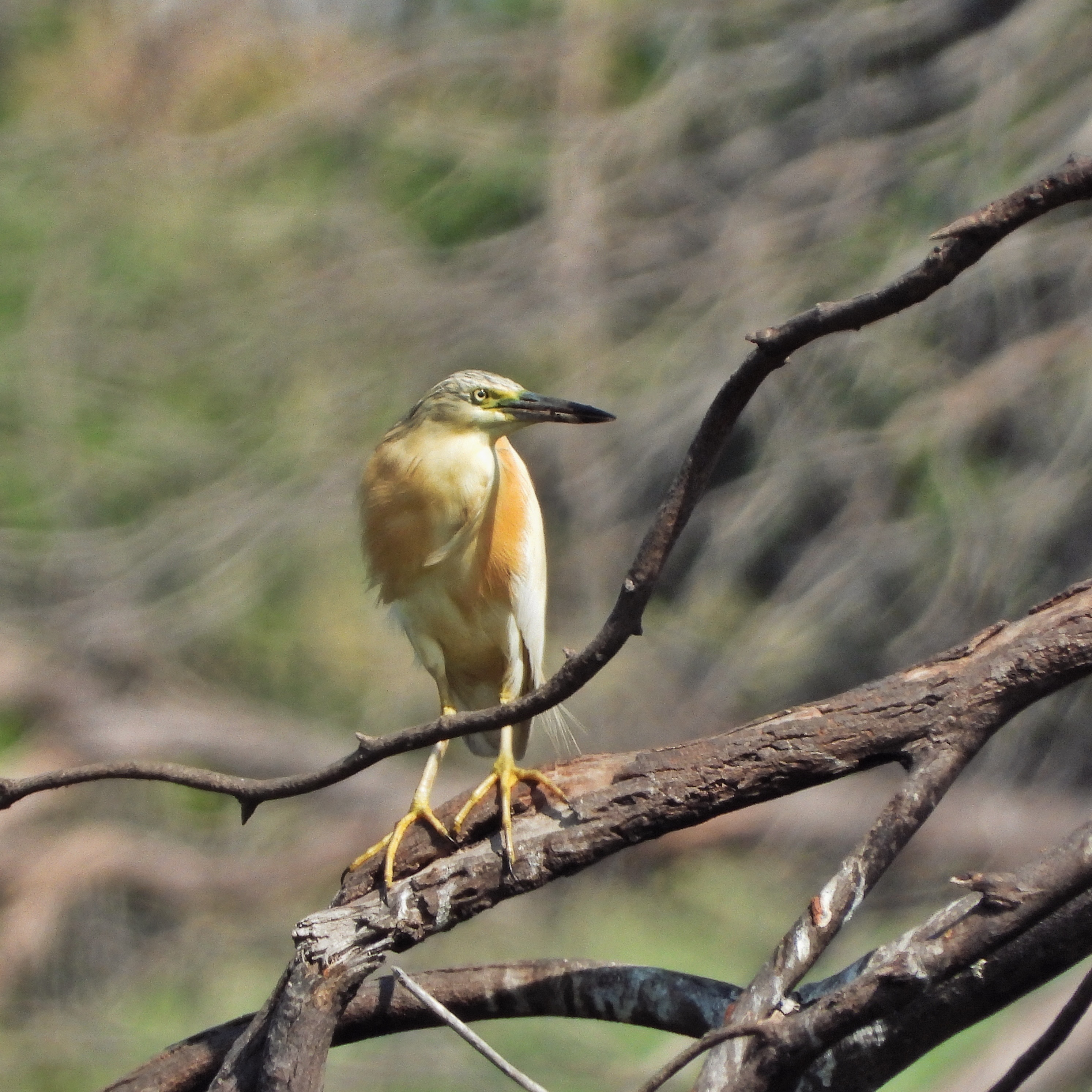 Squacco heron