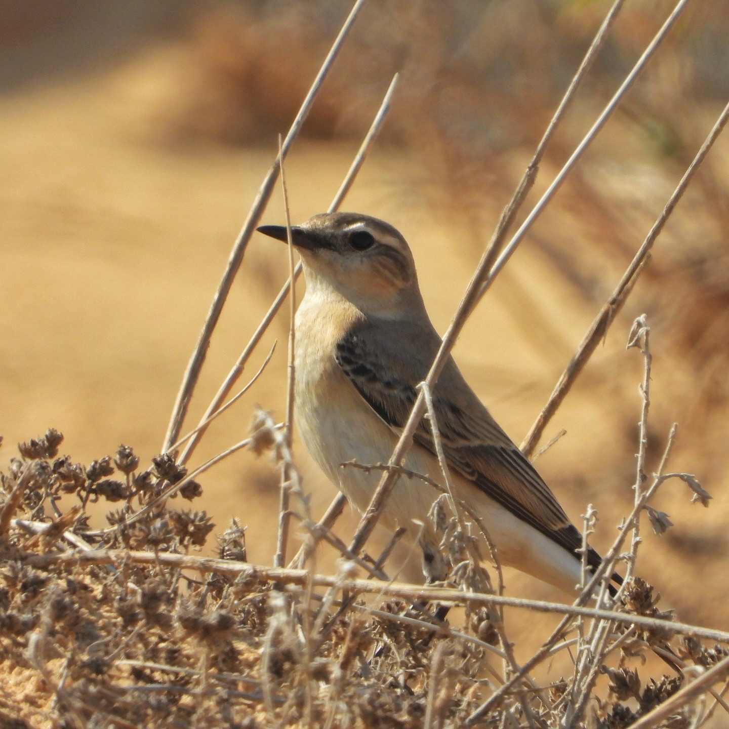 Wheatear 10