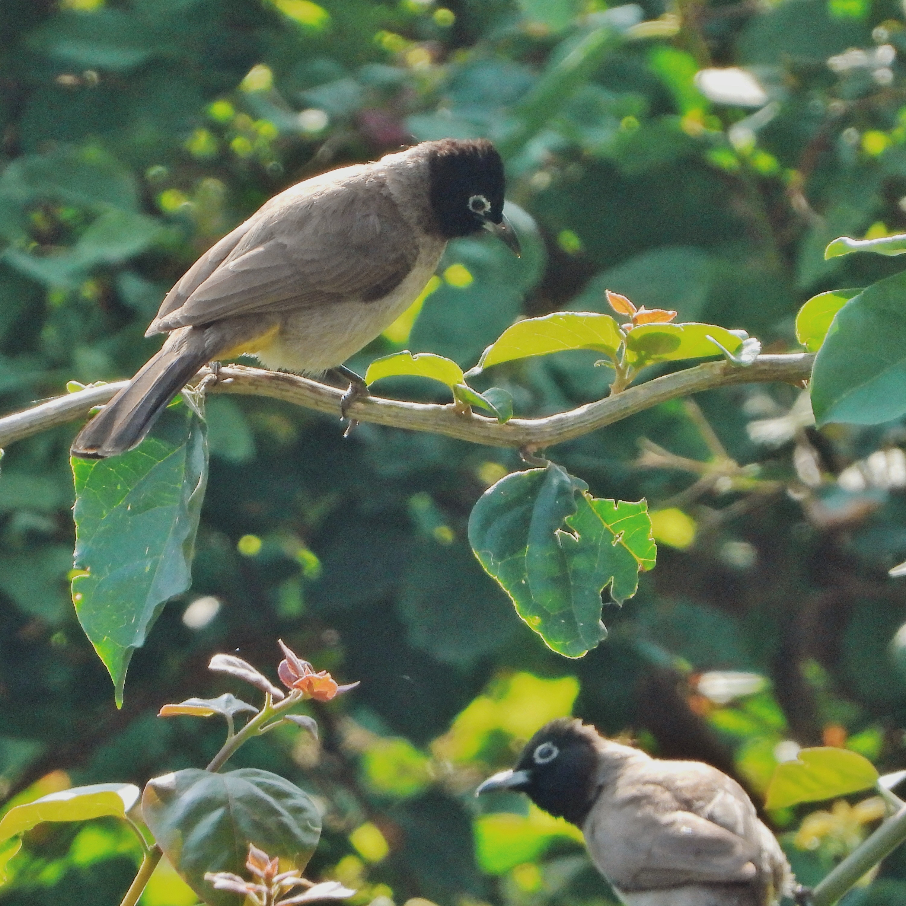 White Spectacled Bulbul 10