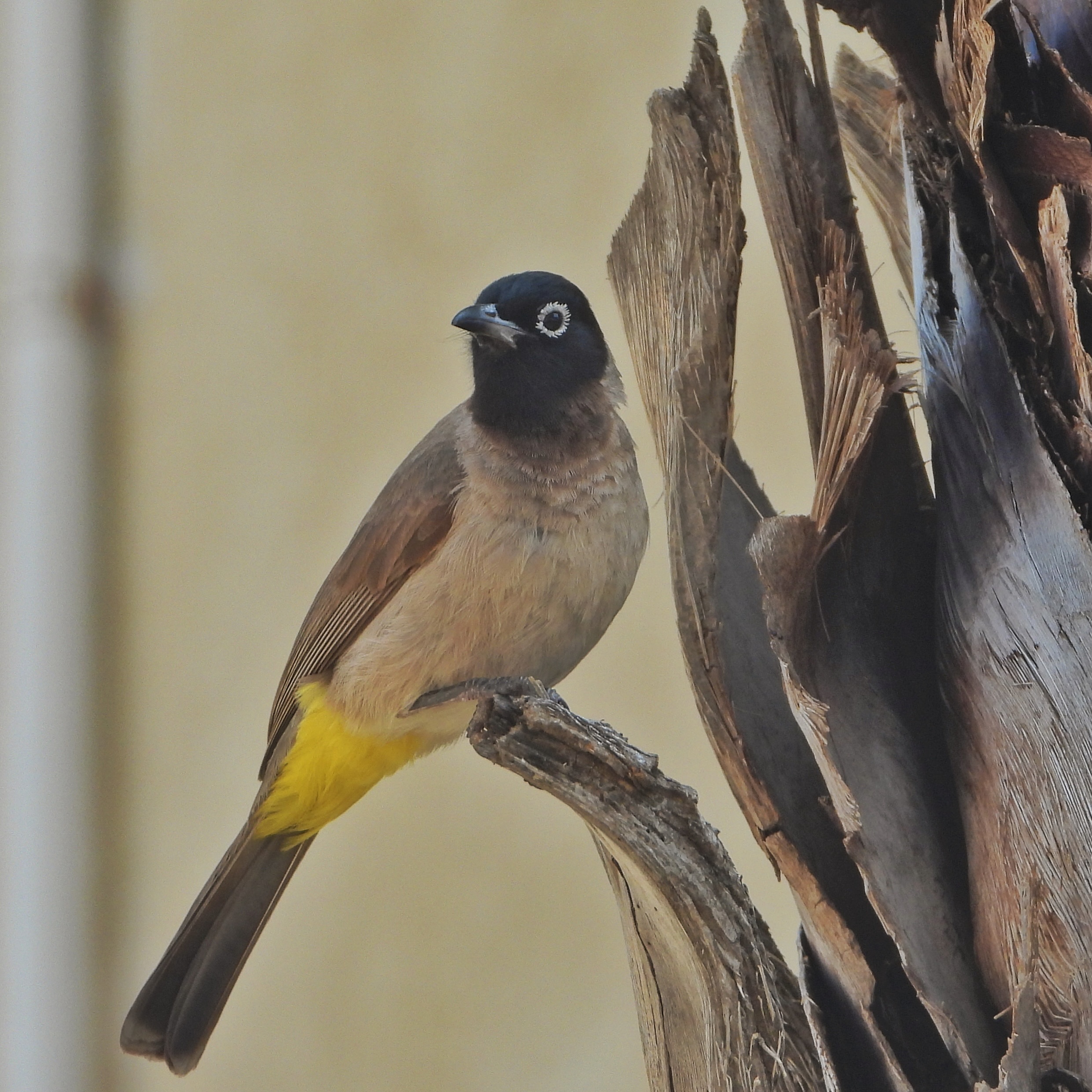 White Spectacled Bulbul 11