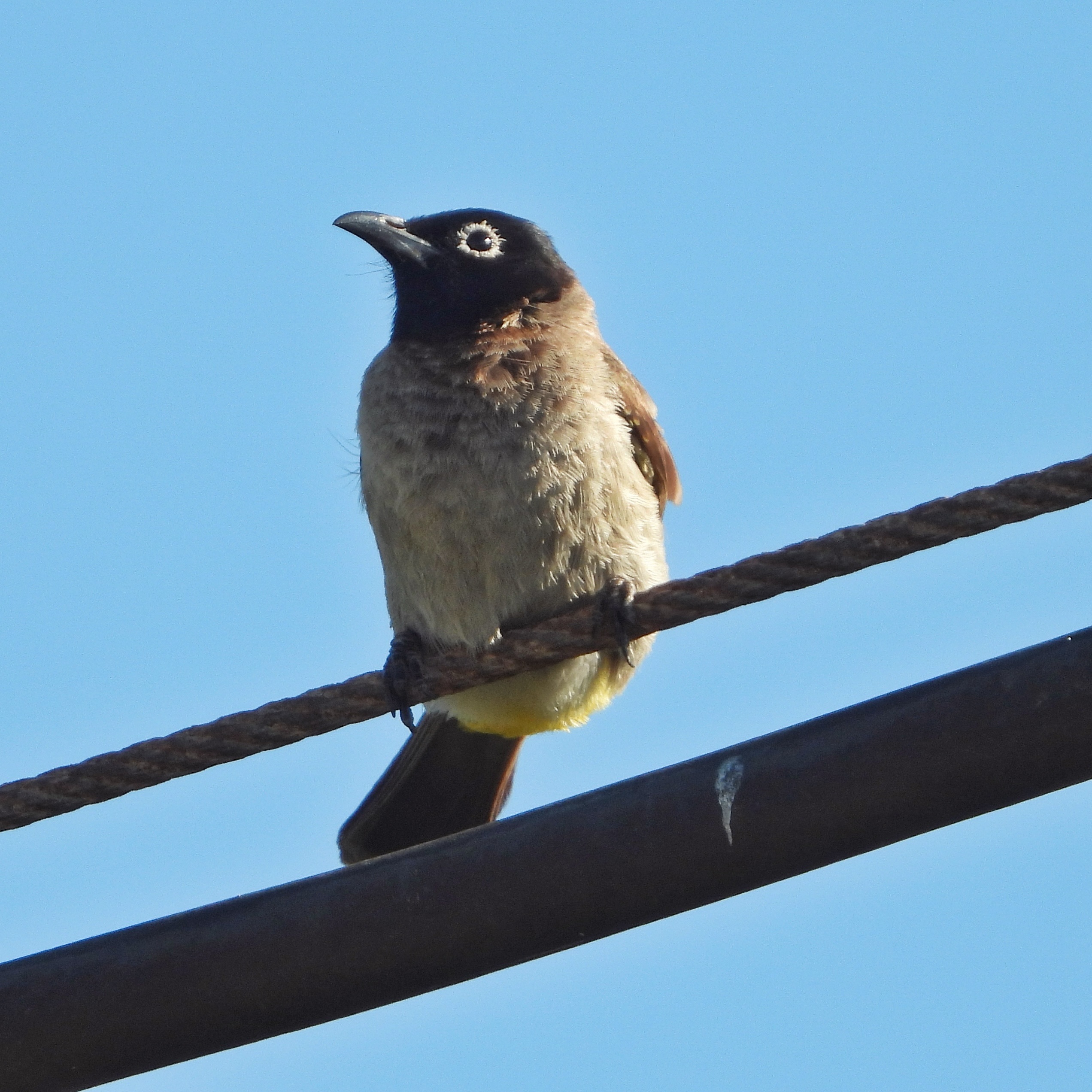 White Spectacled Bulbul 12