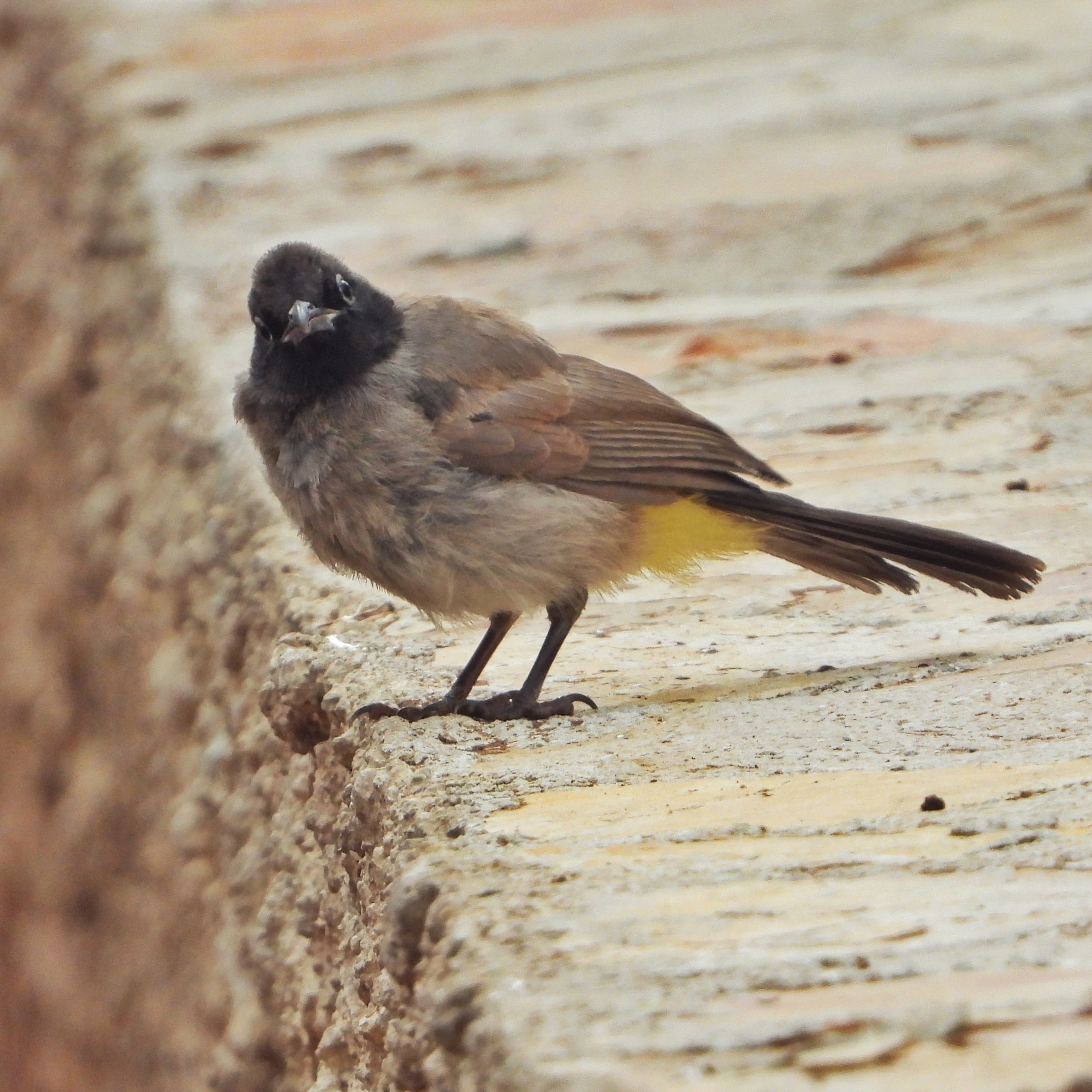 White Spectacled Bulbul 13