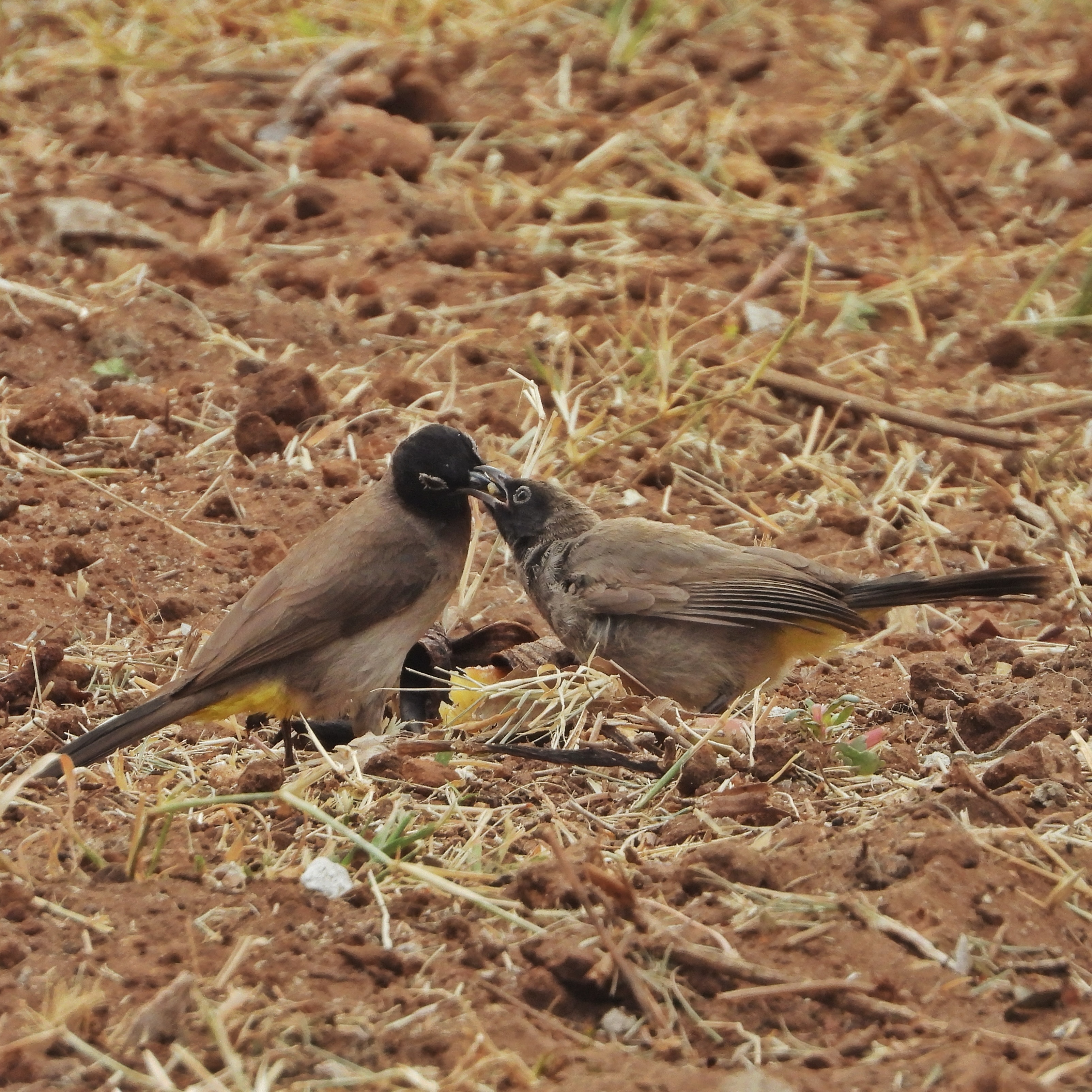 White-spectacled bulbul