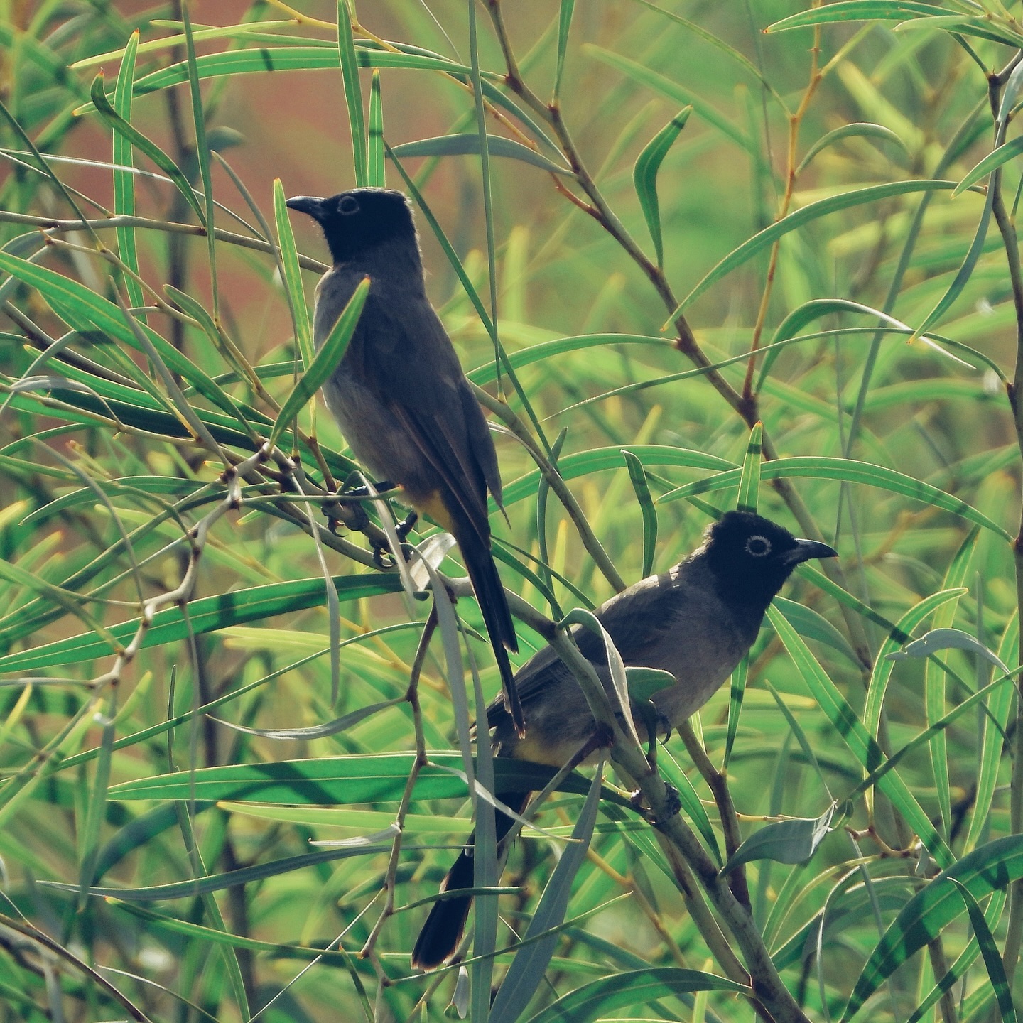 White Spectacled Bulbul 15