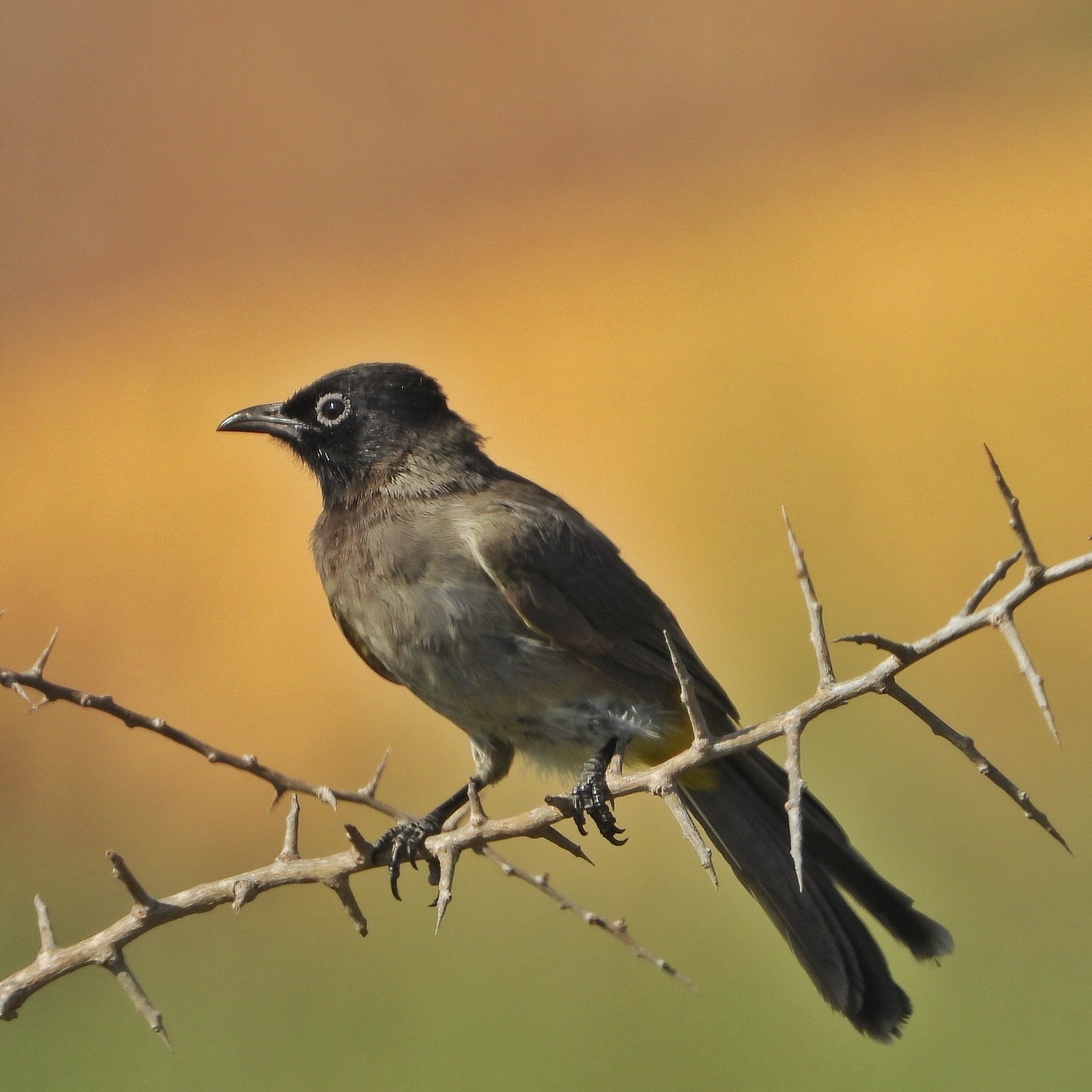 White Spectacled Bulbul 16