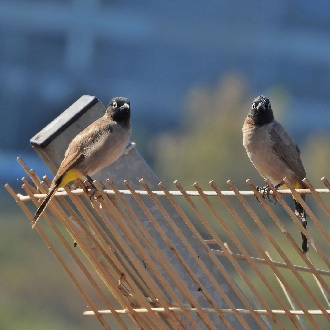 White Spectacled Bulbul 17