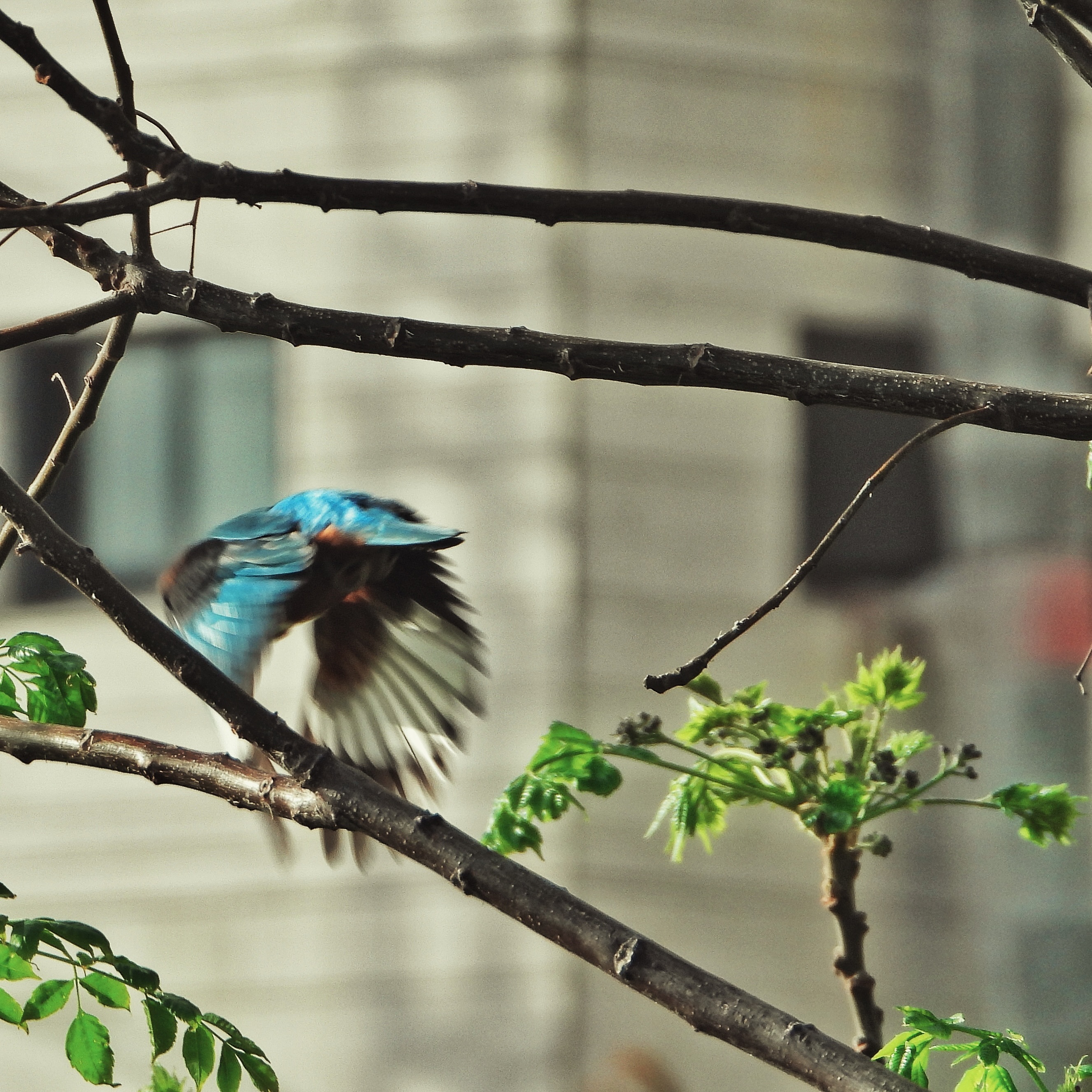 White Throated Kingfisher 10