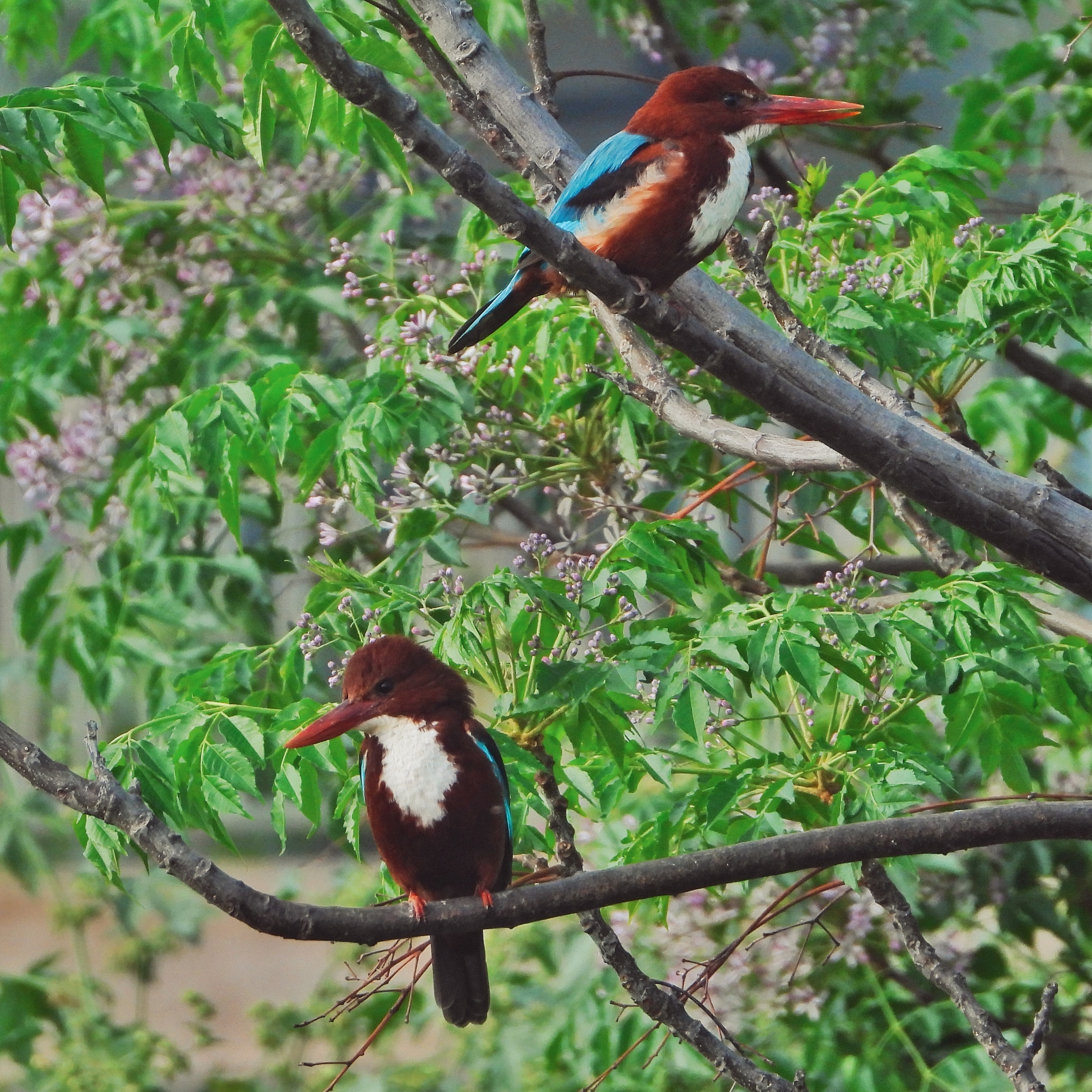 White Throated Kingfisher 11