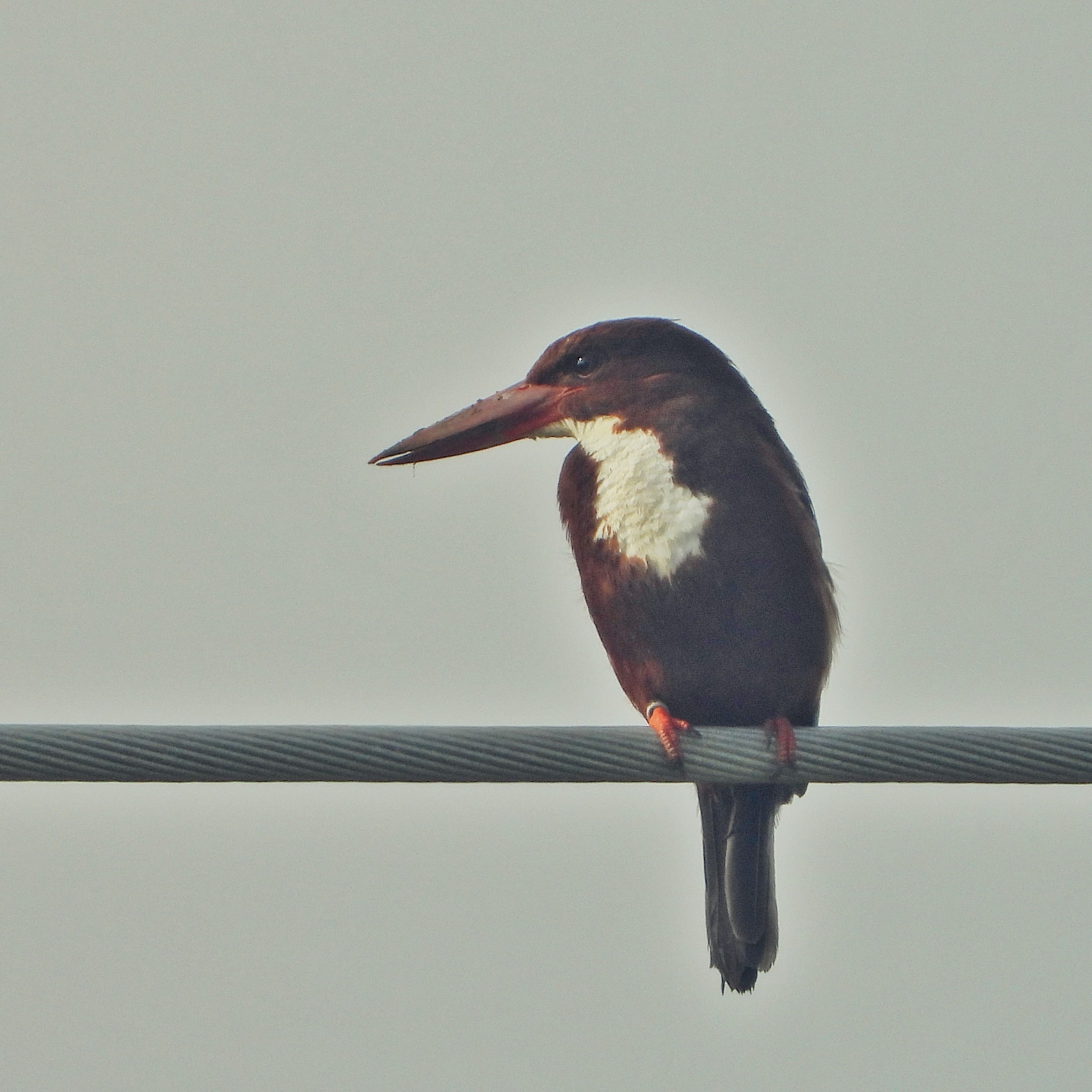 White Throated Kingfisher 12