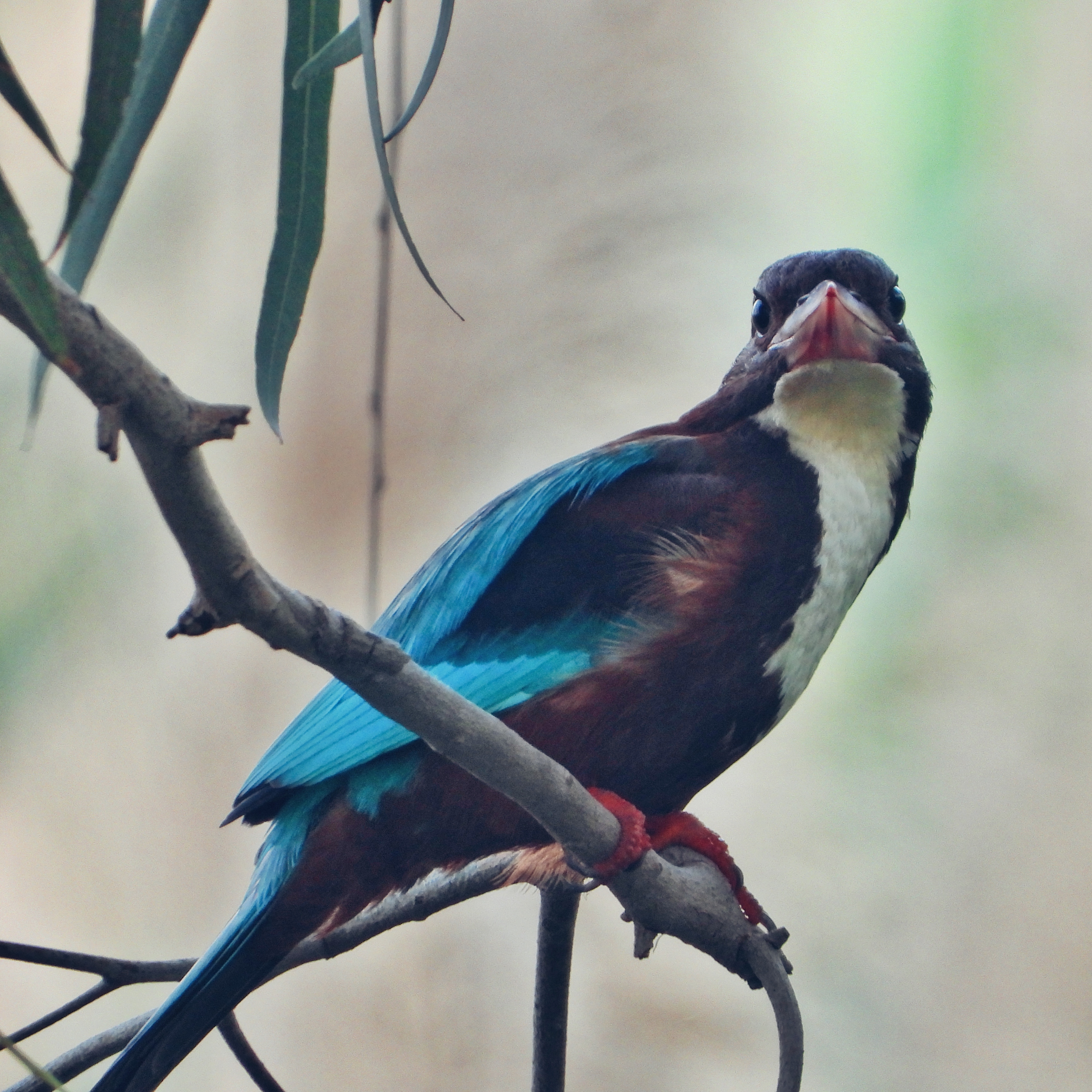 White Throated Kingfisher 13