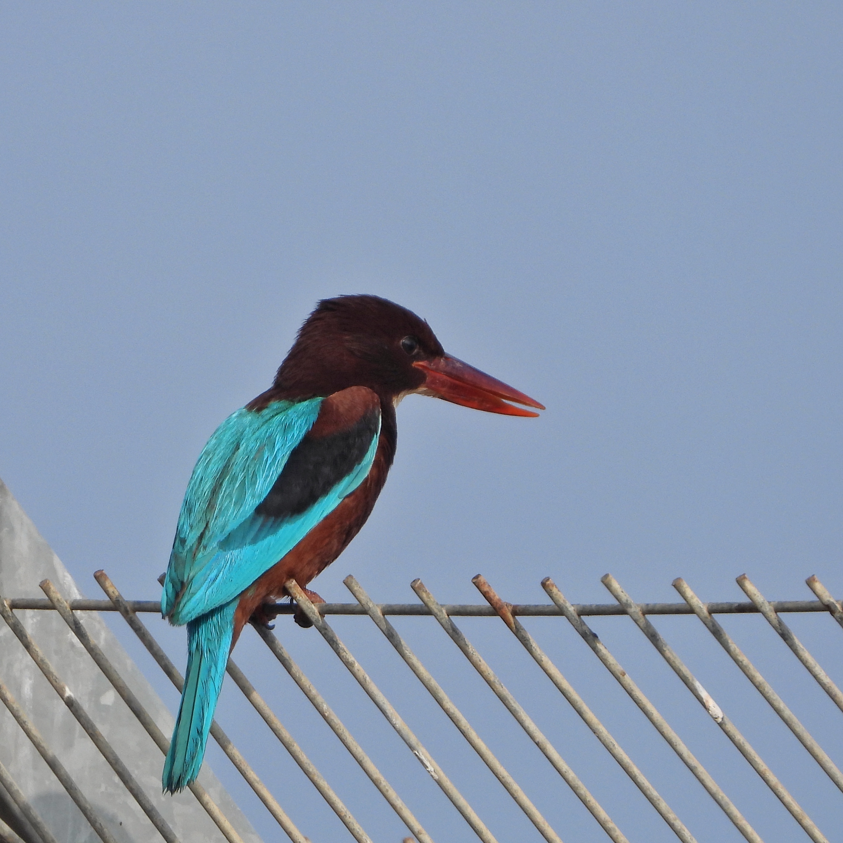 White Throated Kingfisher 14