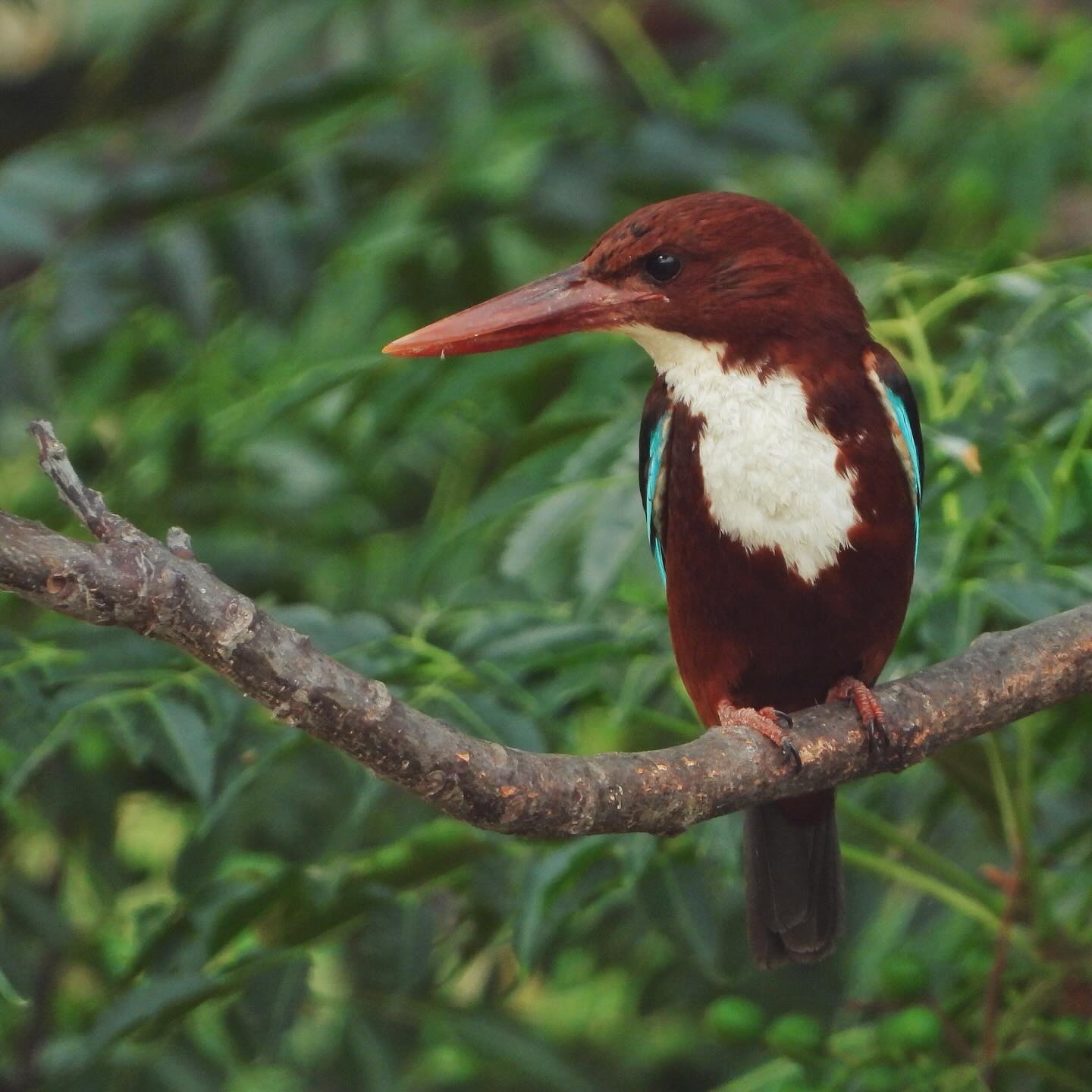 White Throated Kingfisher 15