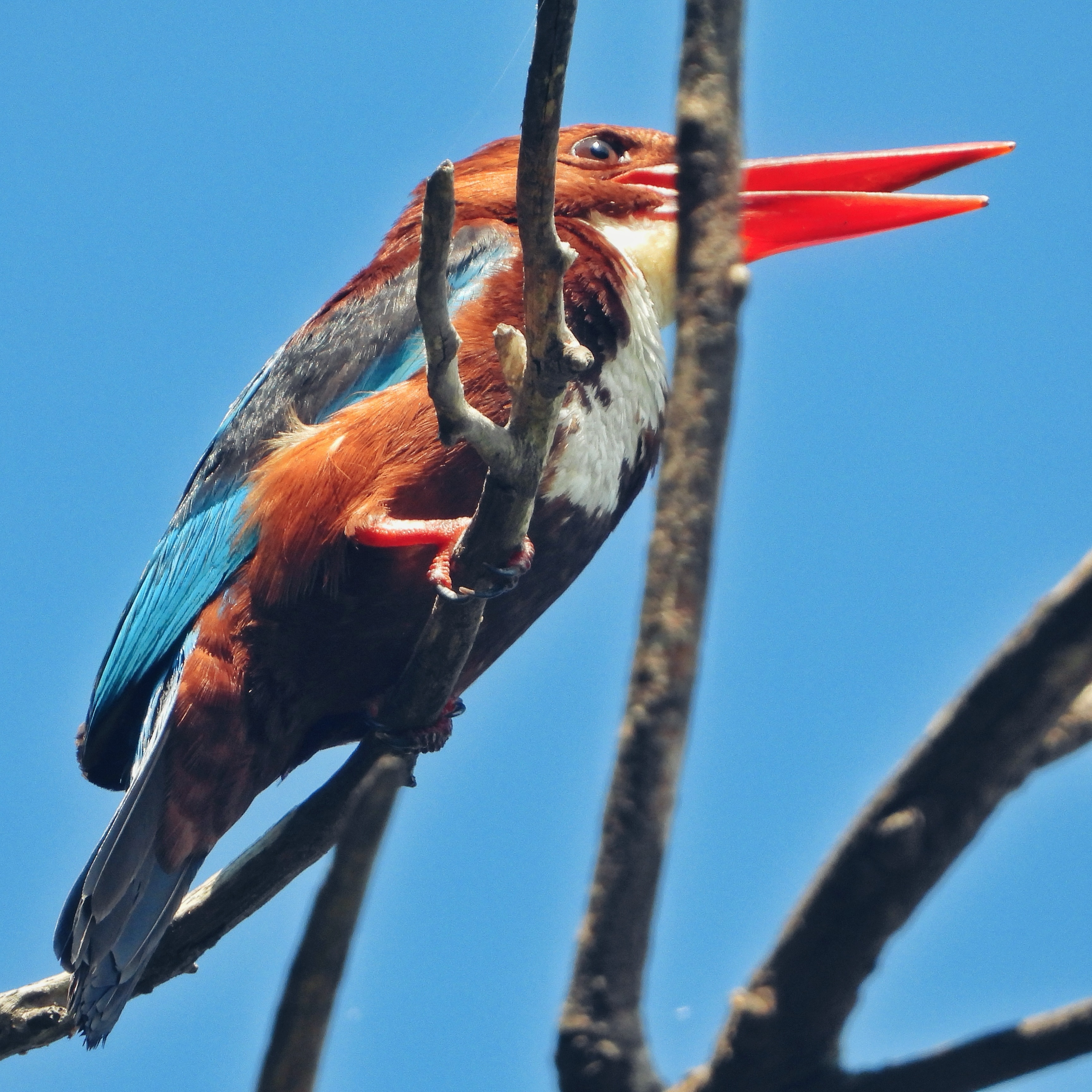 White Throated Kingfisher 16