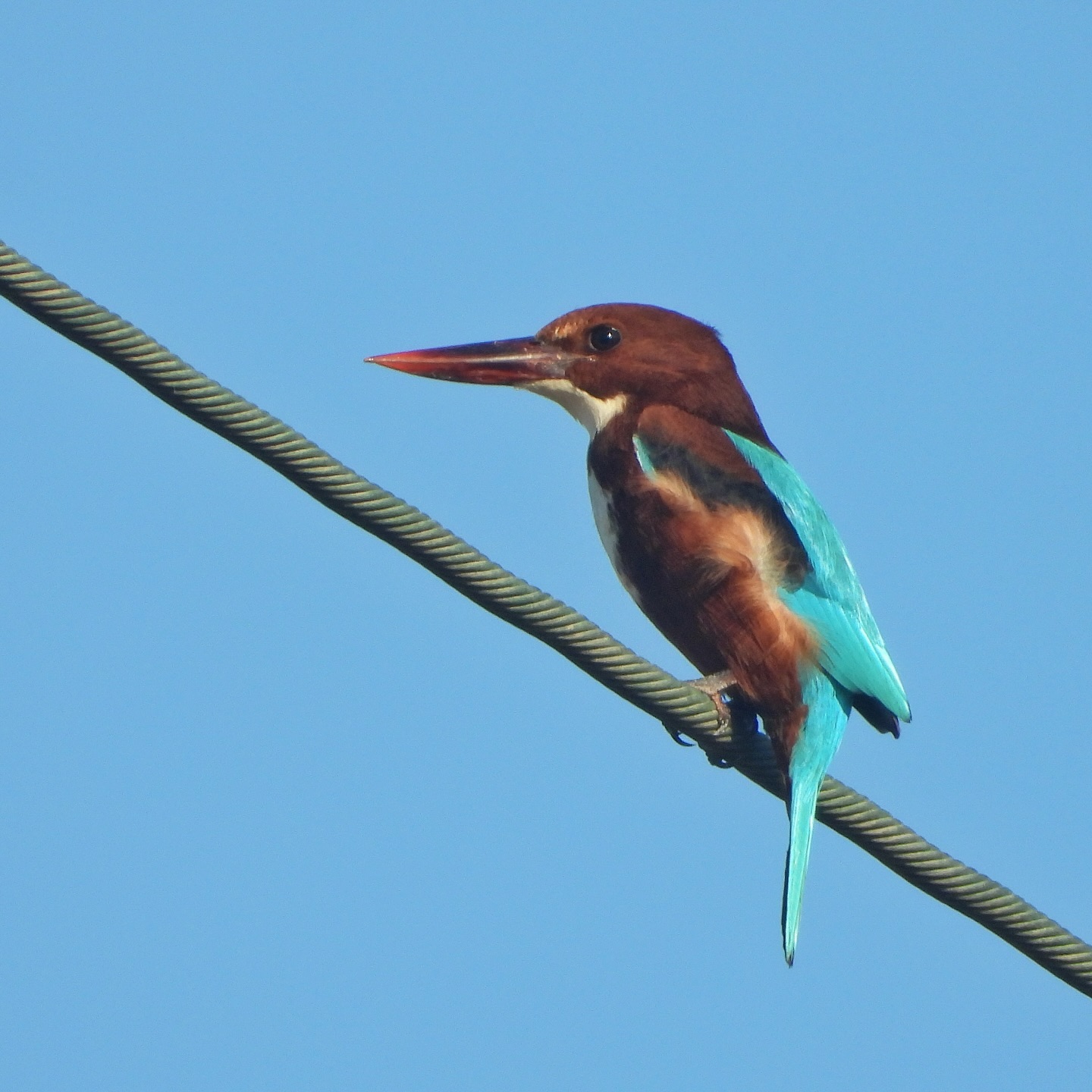 White Throated Kingfisher 17